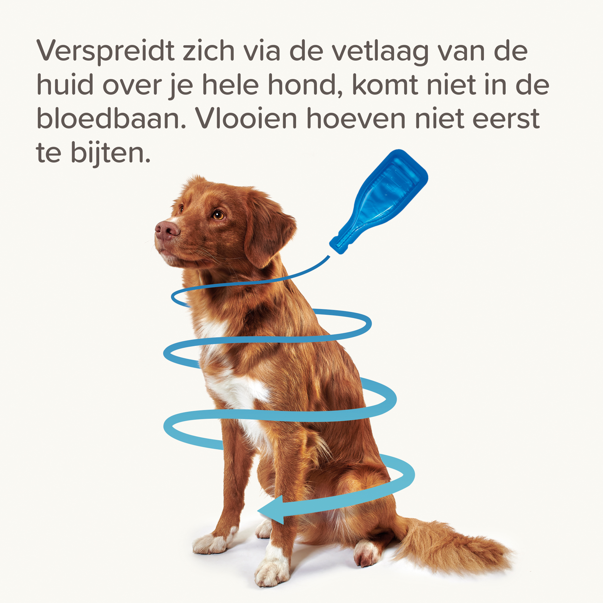 Beaphar FIPROtec® Spot-On hond 20-40kg 4 pipetten