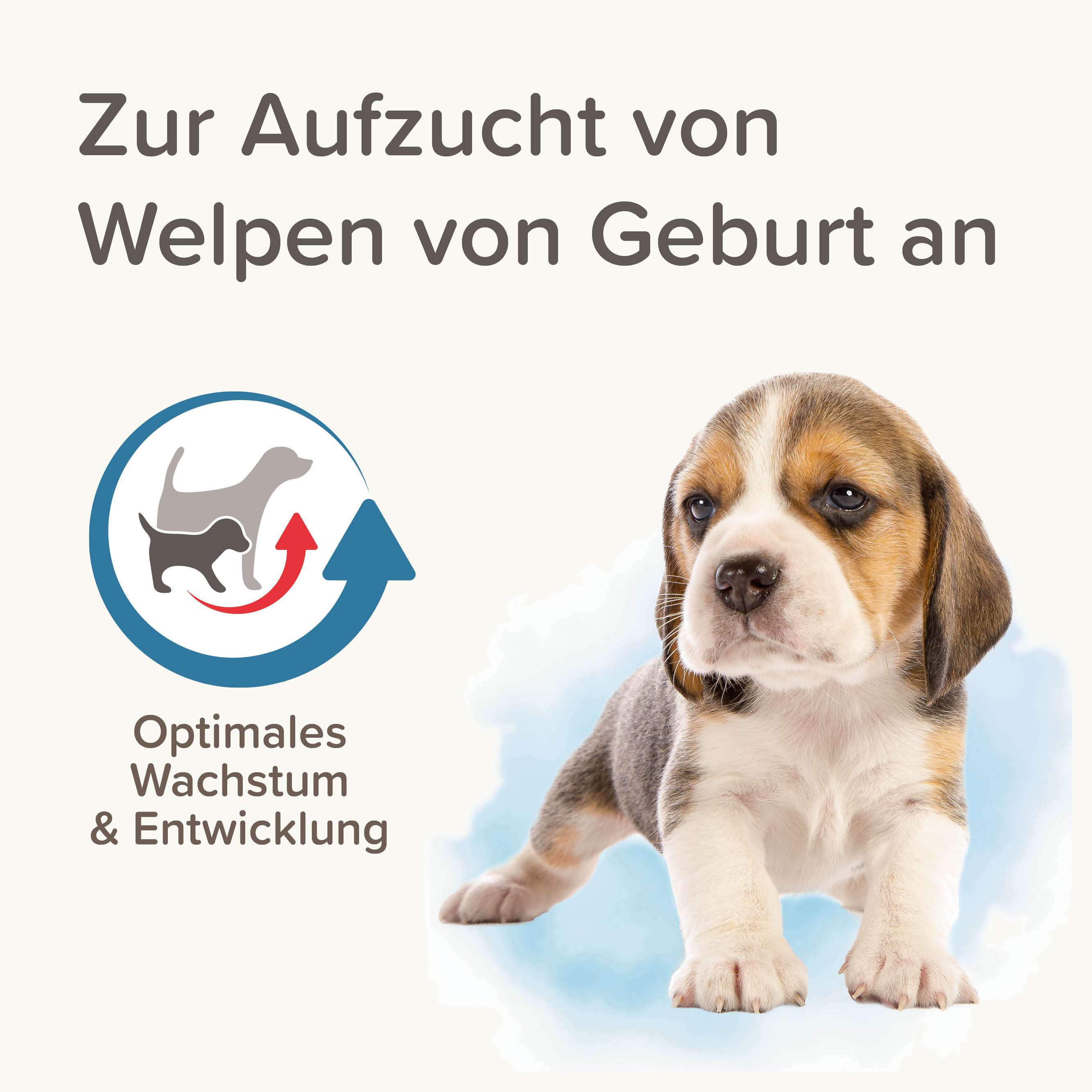 Beaphar Lactol Aufzucht-Milch Hund, 1kg