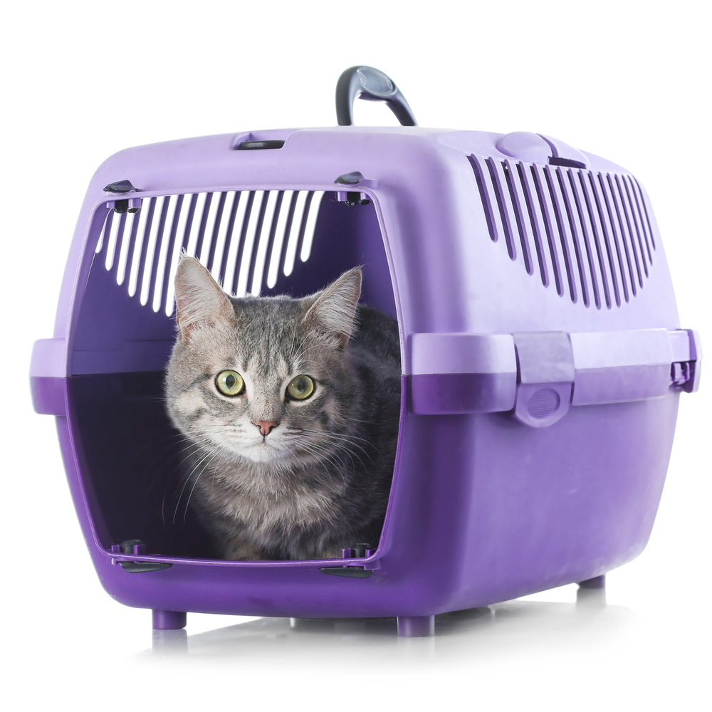 CatComfort®, spray calmant pour chat - 60 ml