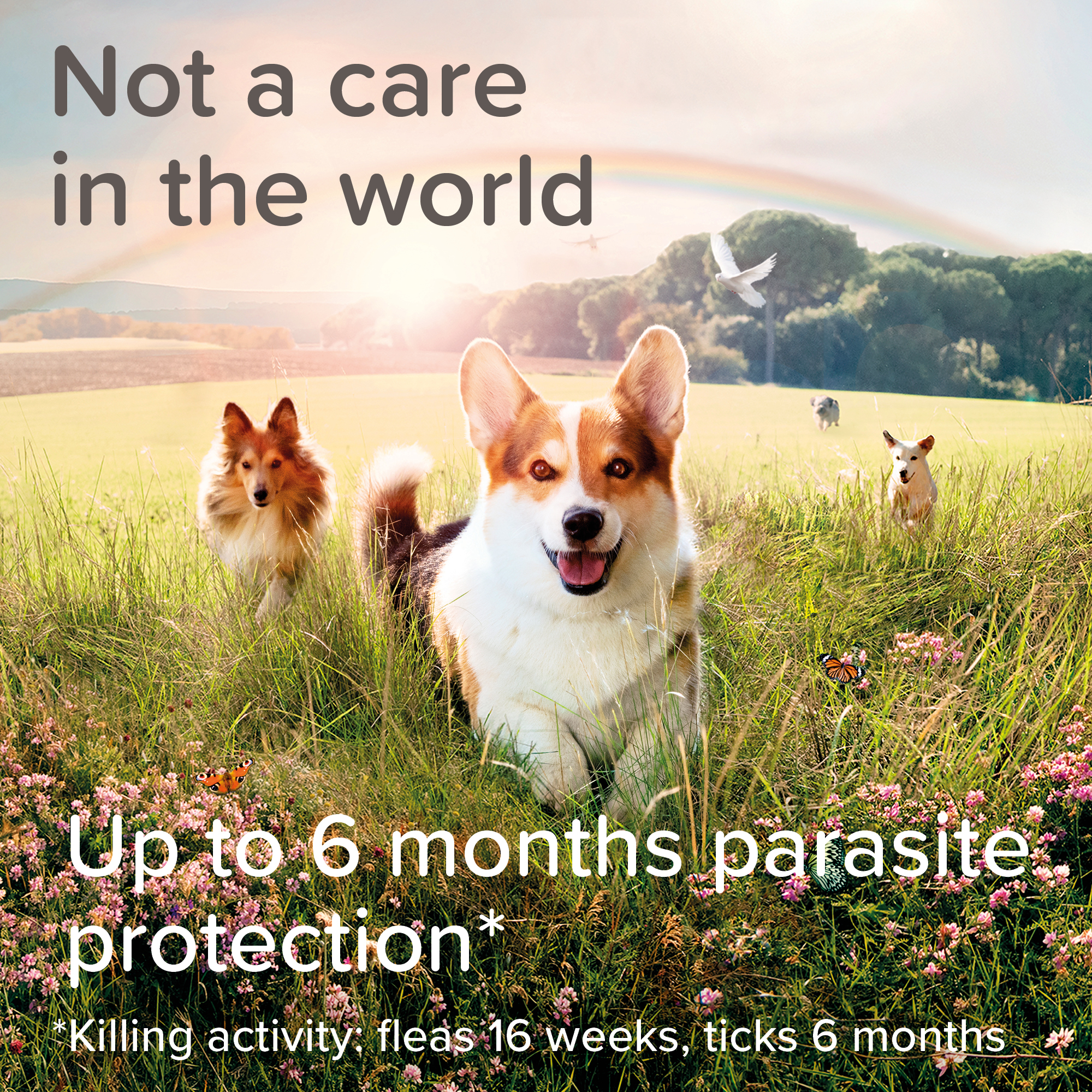 Beaphar Canishield® Flea & Tick Collar for Small & Medium Dogs – up to 48cm