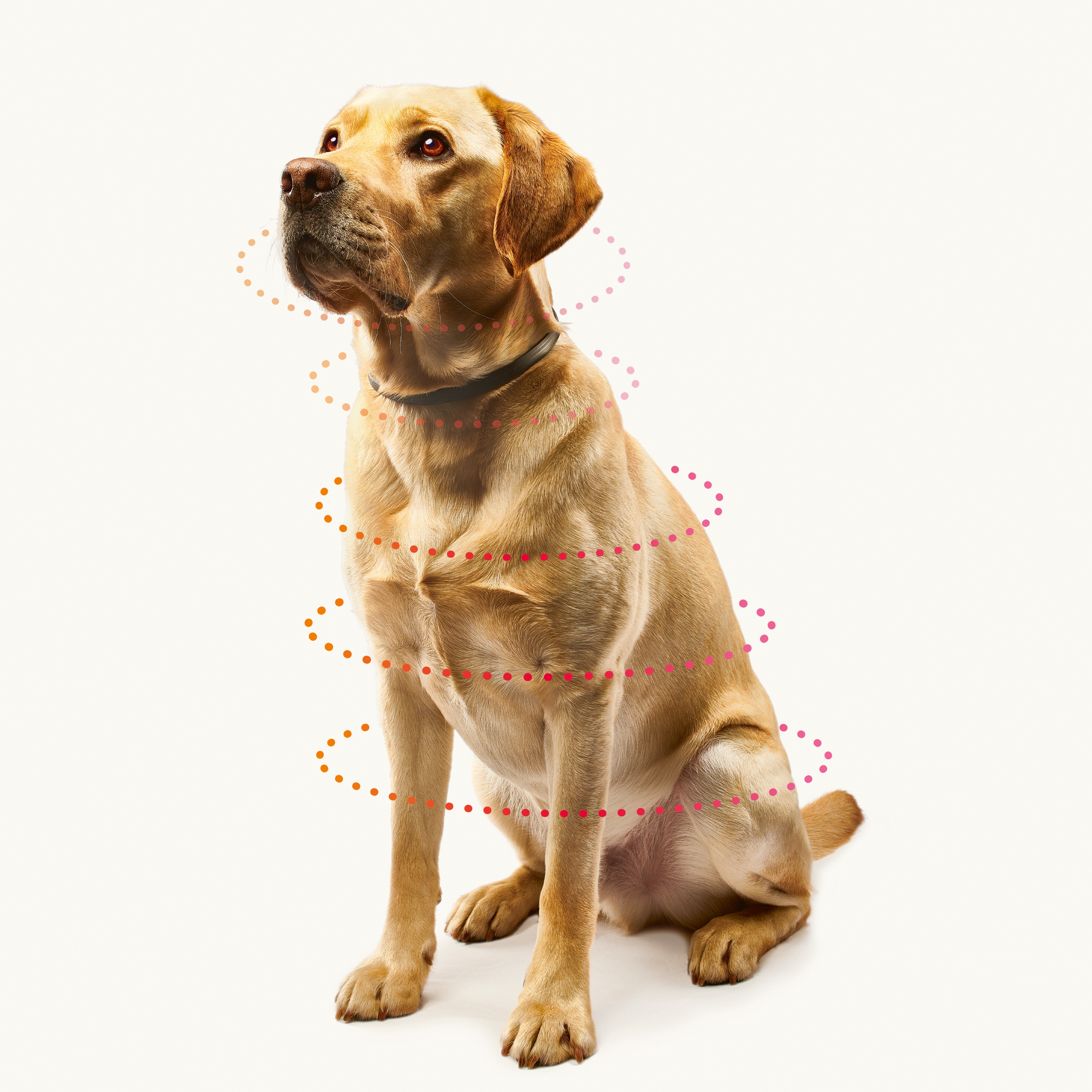 Beaphar Canishield® hond band klein/middel 48cm 1st