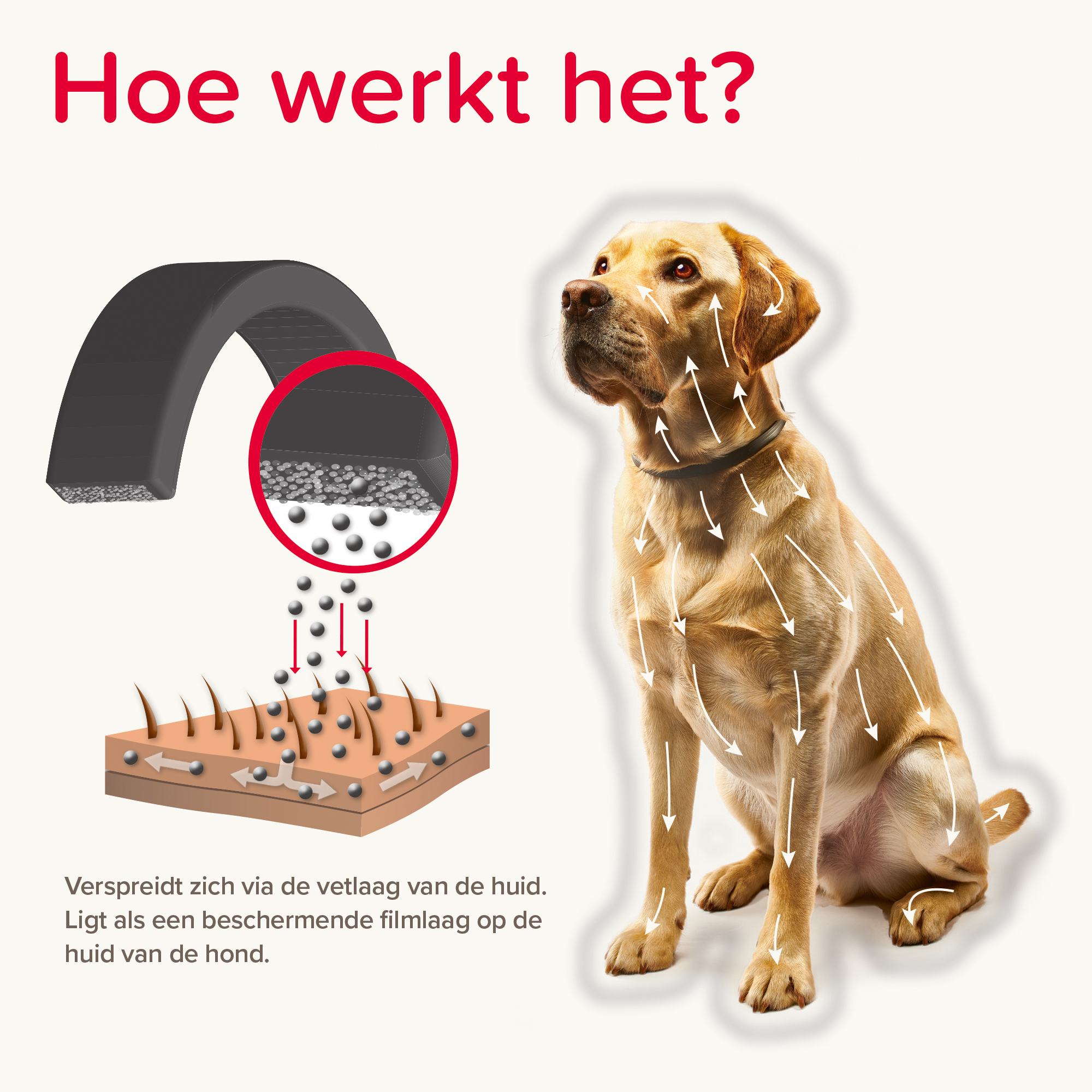 Beaphar Canishield® hond band klein/middel 48cm 1st