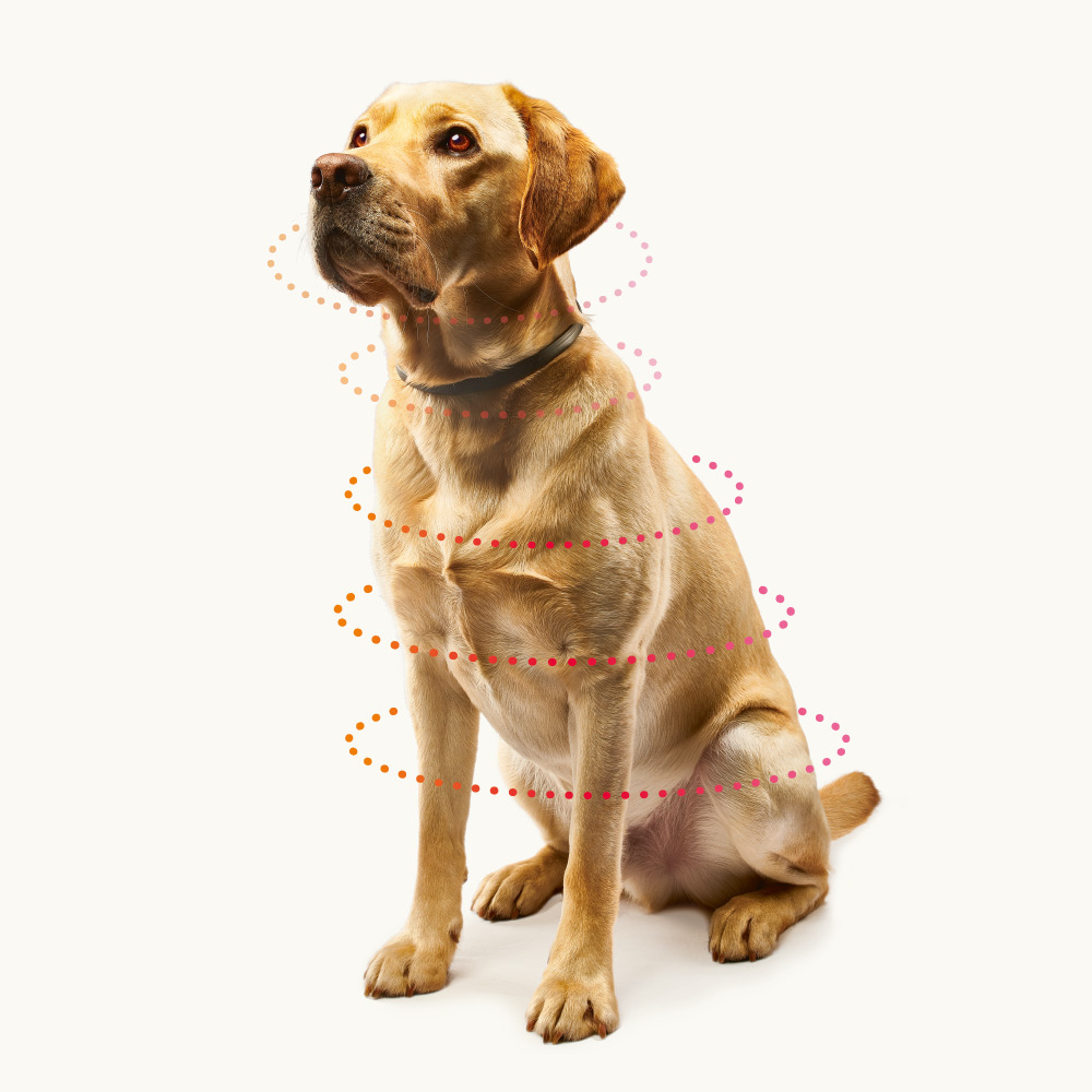 Canishield für große Hunde, 65 cm