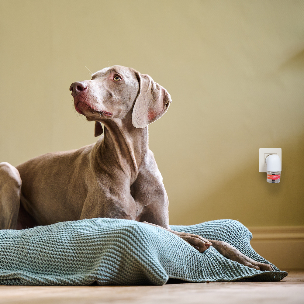 CaniComfort®, diffuseur et recharge calmants pour chien