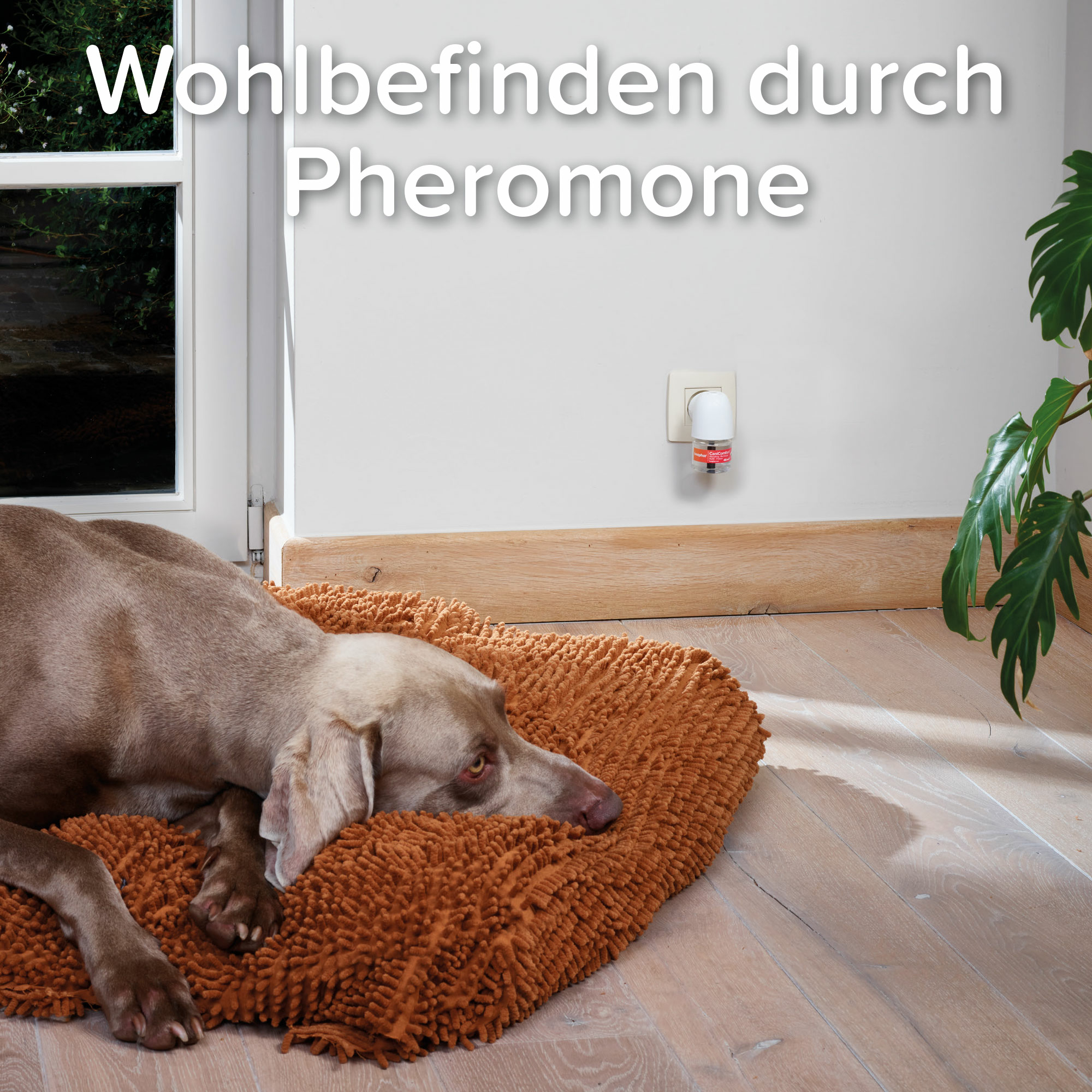 CaniComfort® Starter-Kit Verdampfer, 1 St./48ml