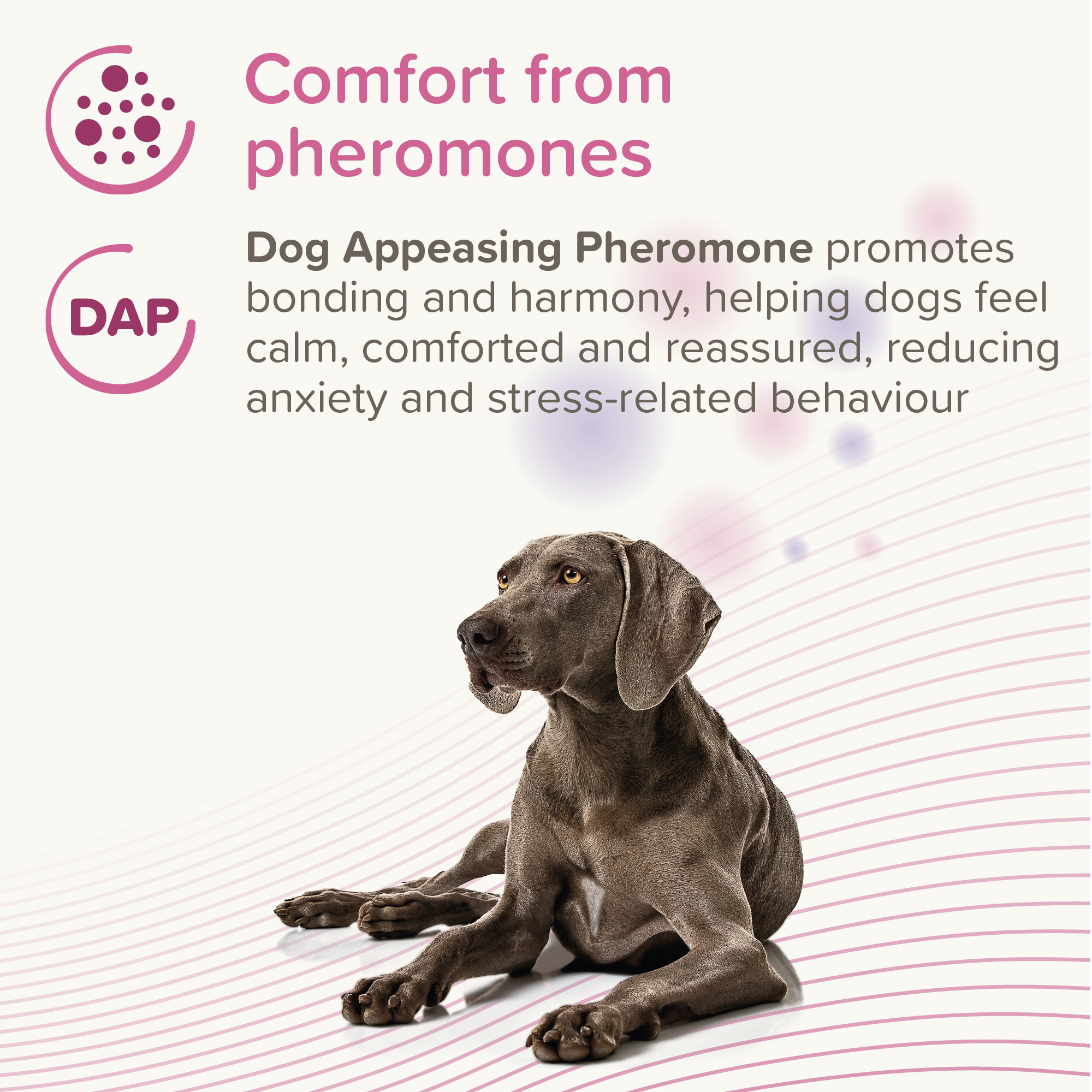 Beaphar CaniComfort® 30 Day Calming Diffuser Refill, 48ml