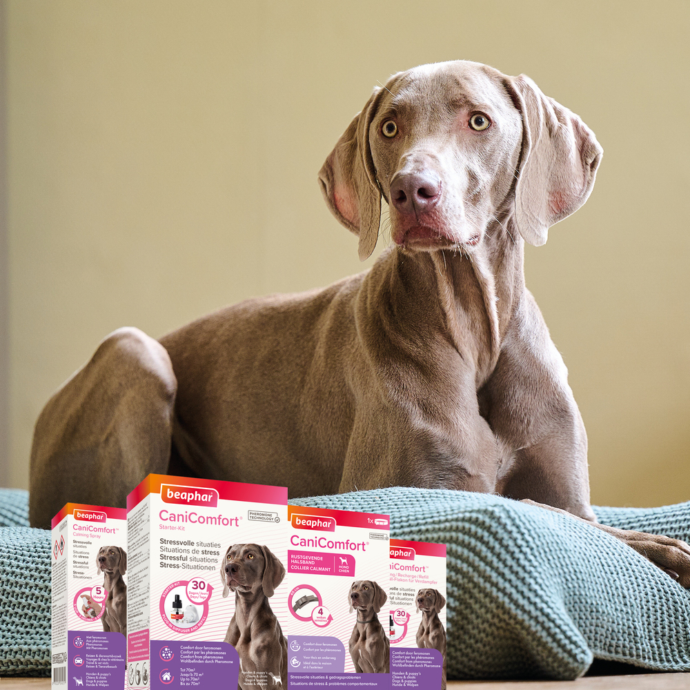 CaniComfort®, recharge calmante pour chien