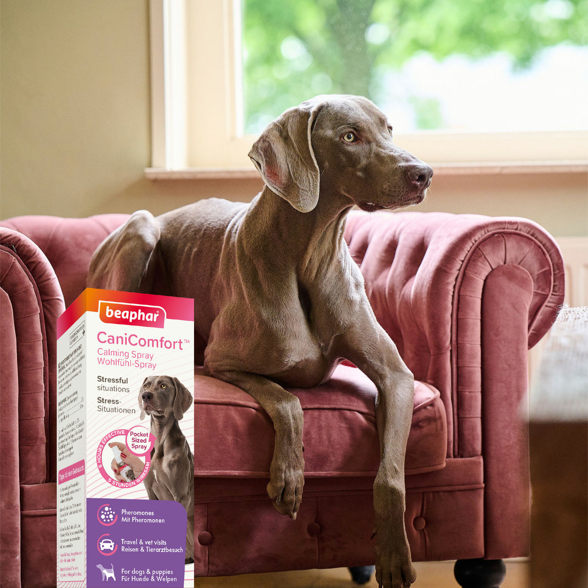Beaphar CaniComfort® Wohlfühl-Spray, 30ml