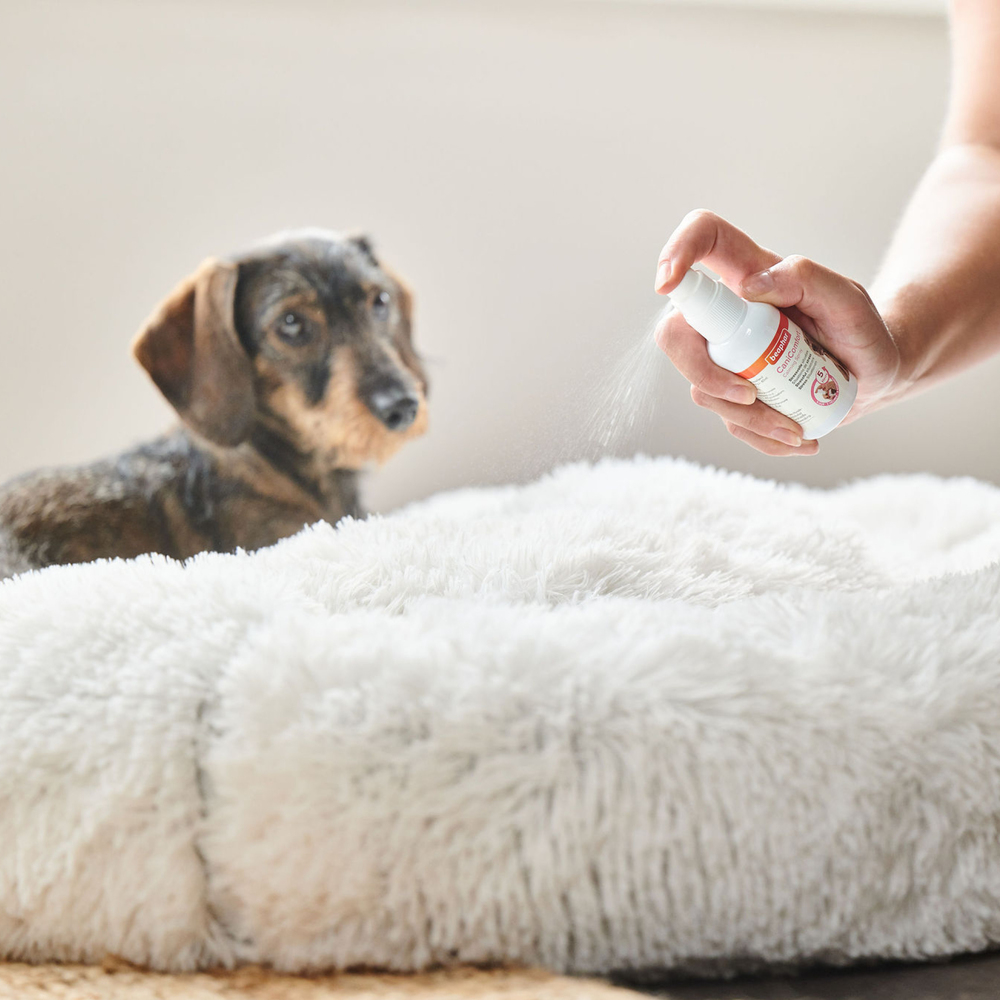 CANICOMFORT®, spray calmant aux phéromones pour chien et chiot