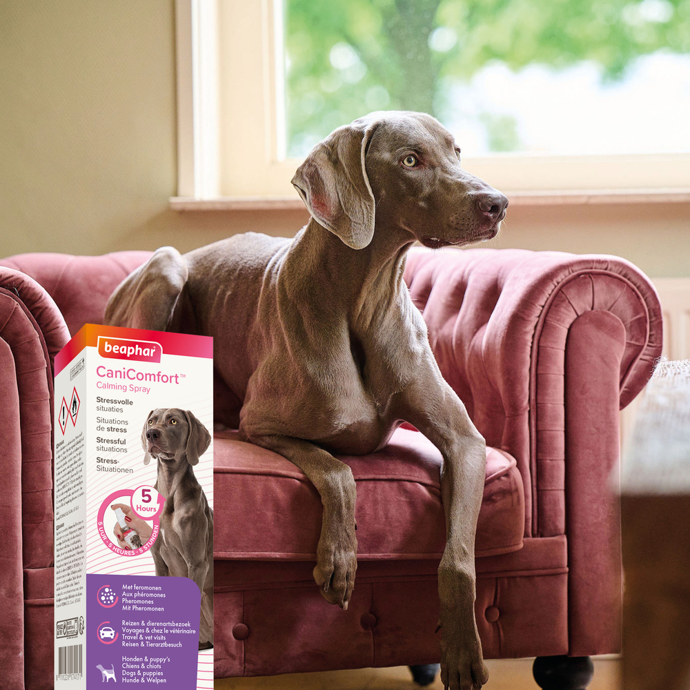 CANICOMFORT®, spray calmant aux phéromones pour chien et chiot