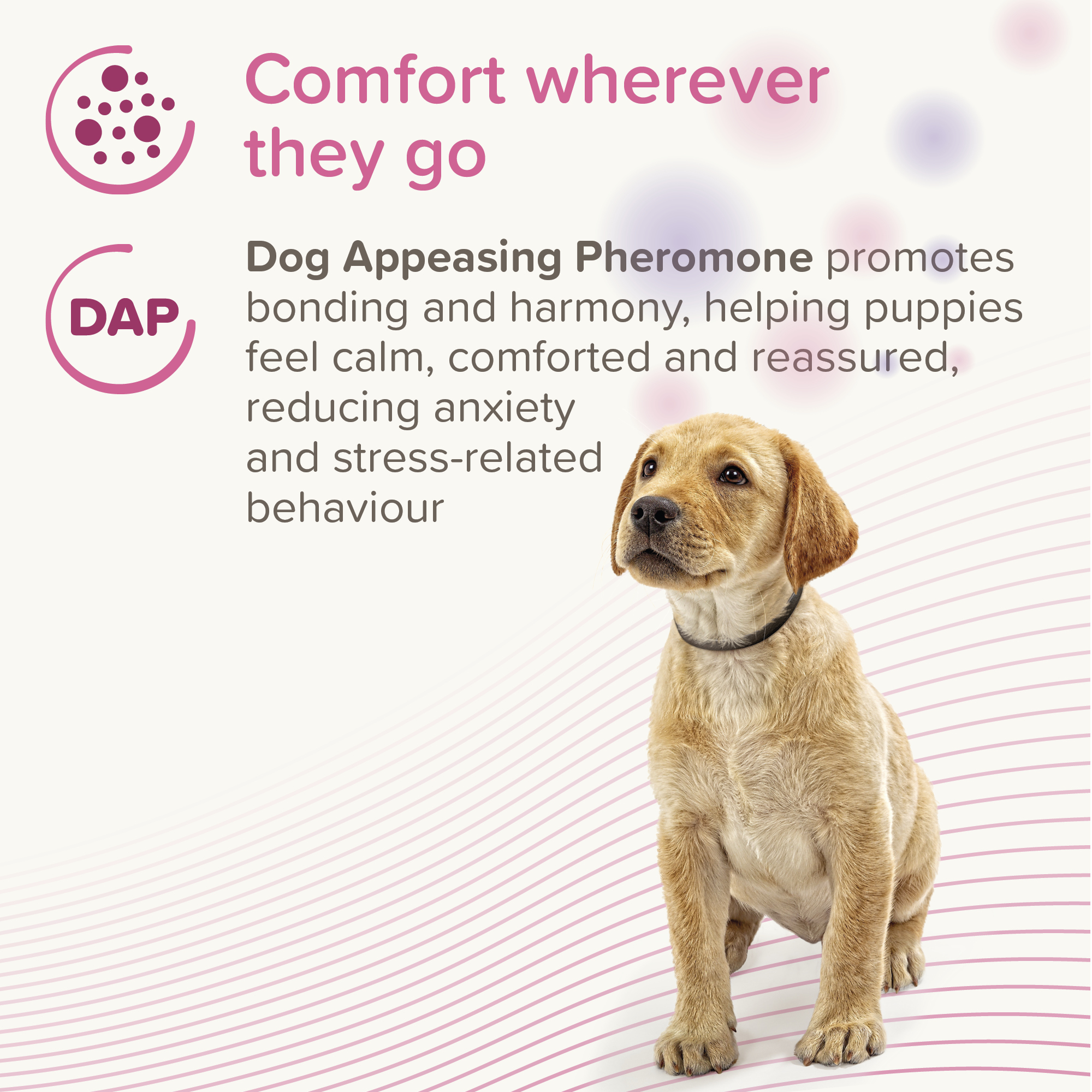 Beaphar CaniComfort® Pheromone Calming Collar for Puppies, 45cm