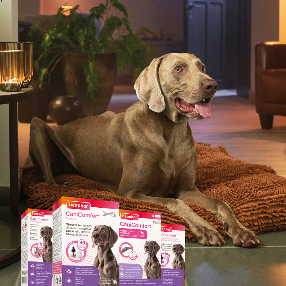 CANICOMFORT®, Collier calmant aux phéromones pour chien