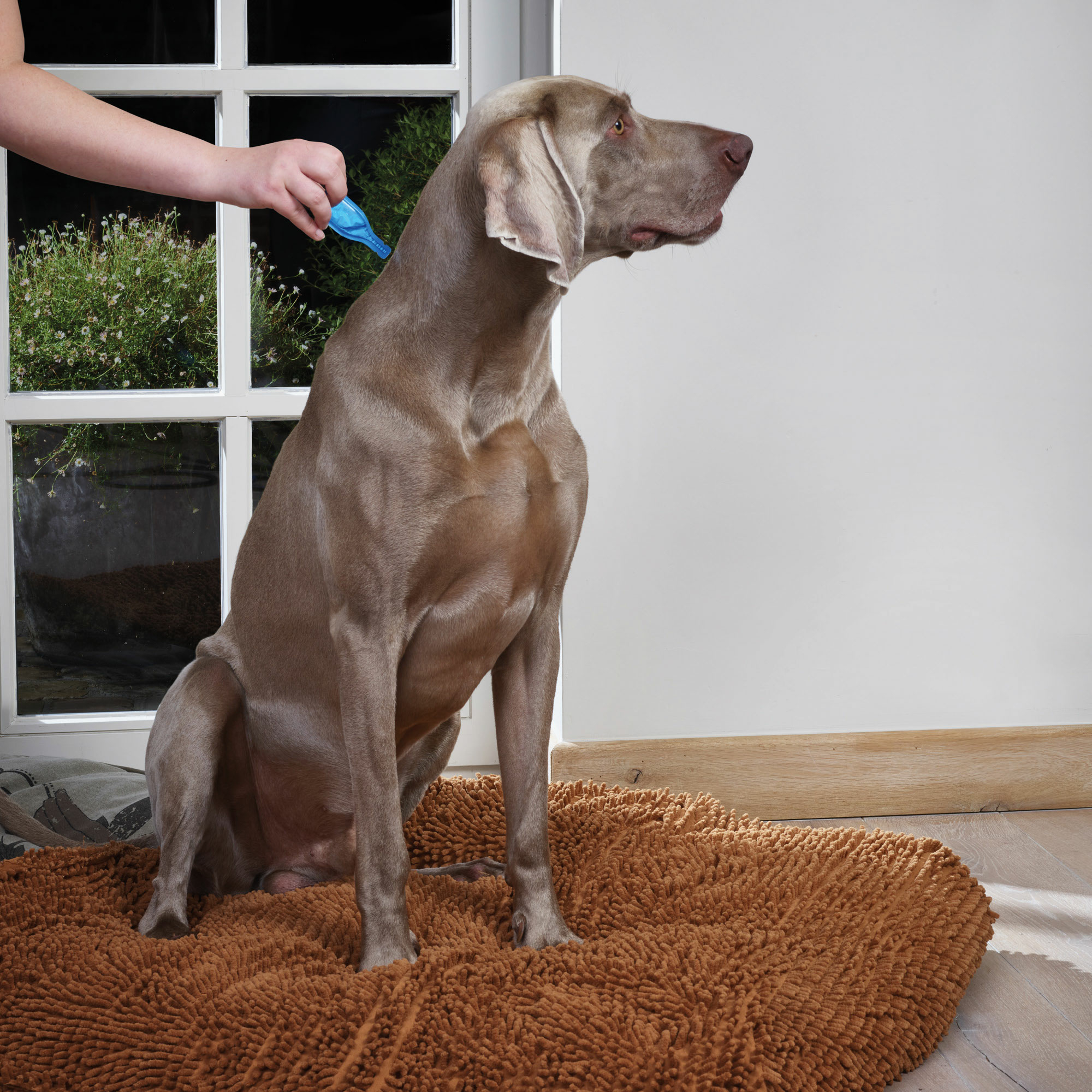 Beaphar CaniComfort® Wohlfühl Spot-On