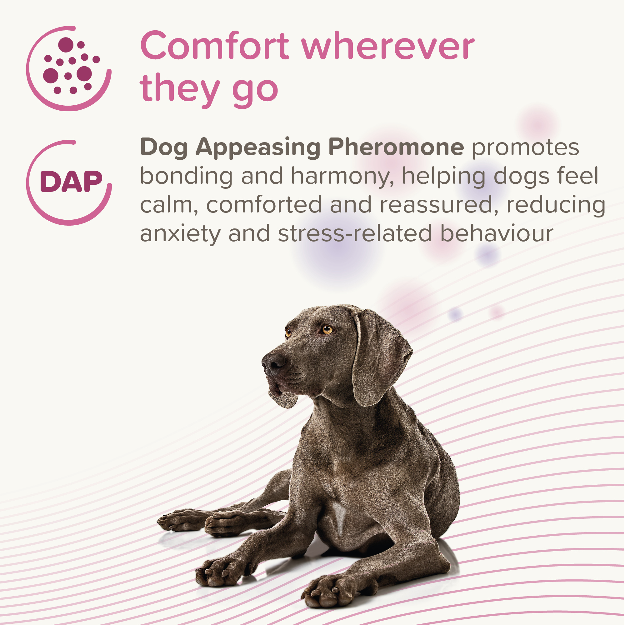 Beaphar CaniComfort® Pheromone Calming Spot-On for Dogs, 3 pipettes