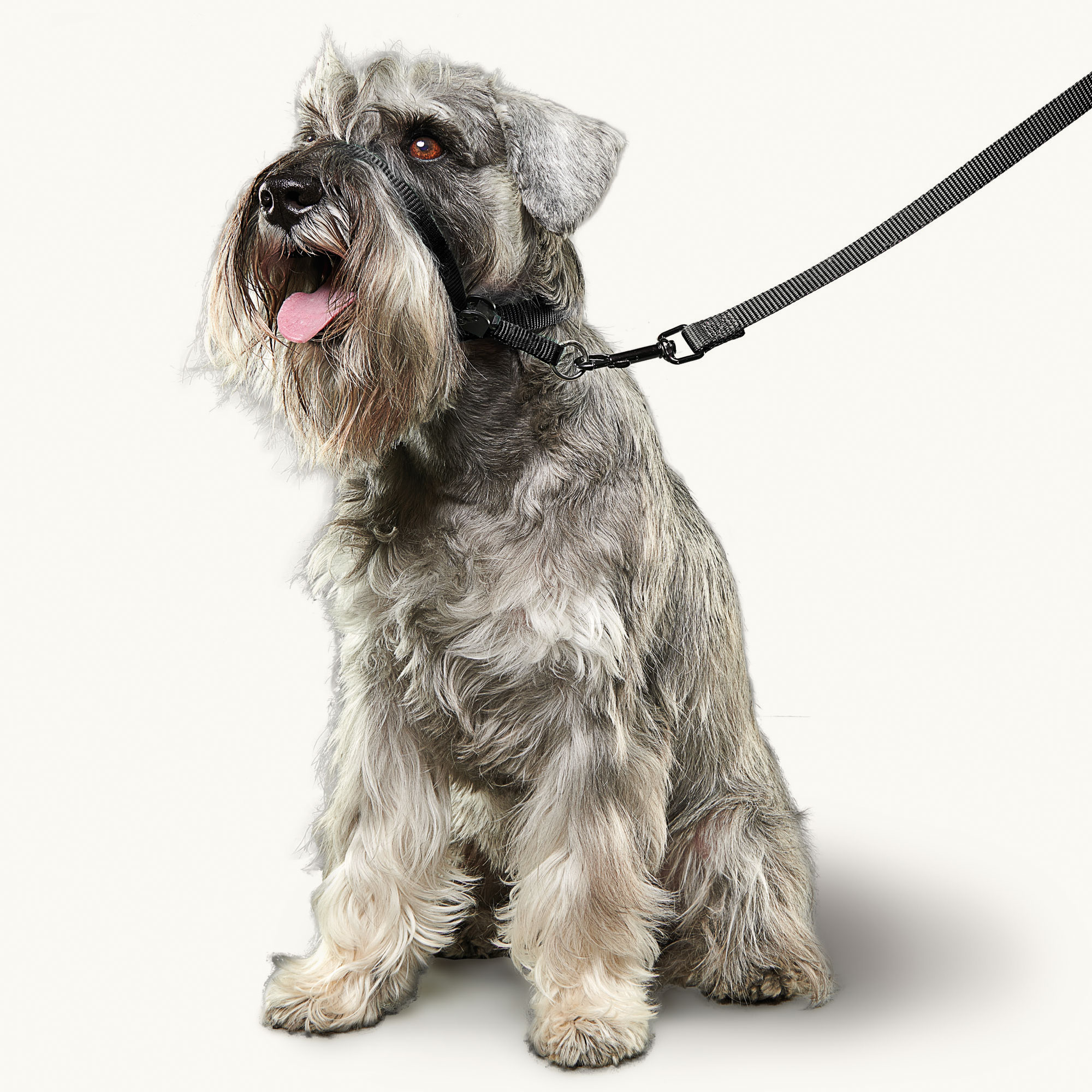 Beaphar Gentle Leader Black Small Dog
