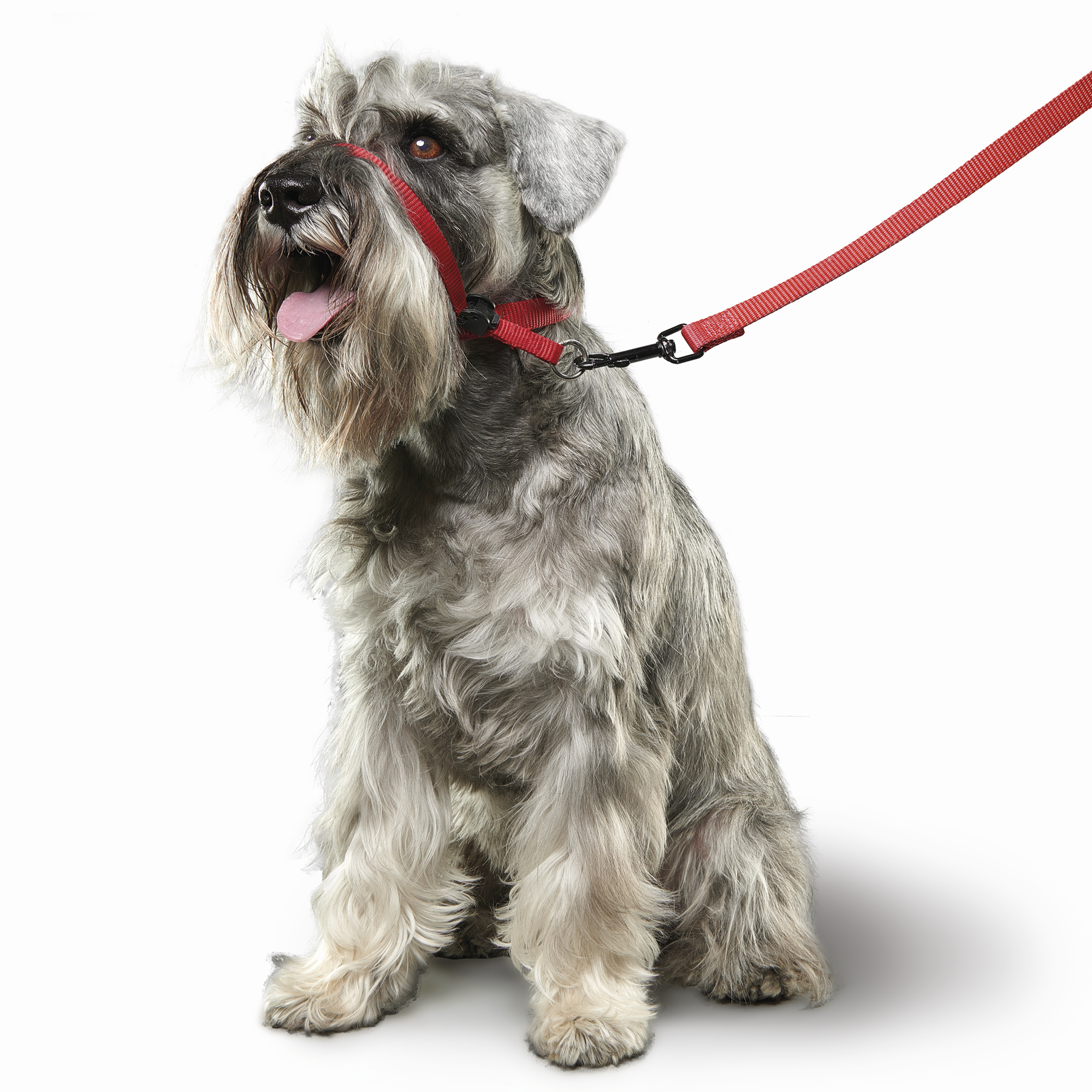Beaphar Gentle Leader Red Small Dog
