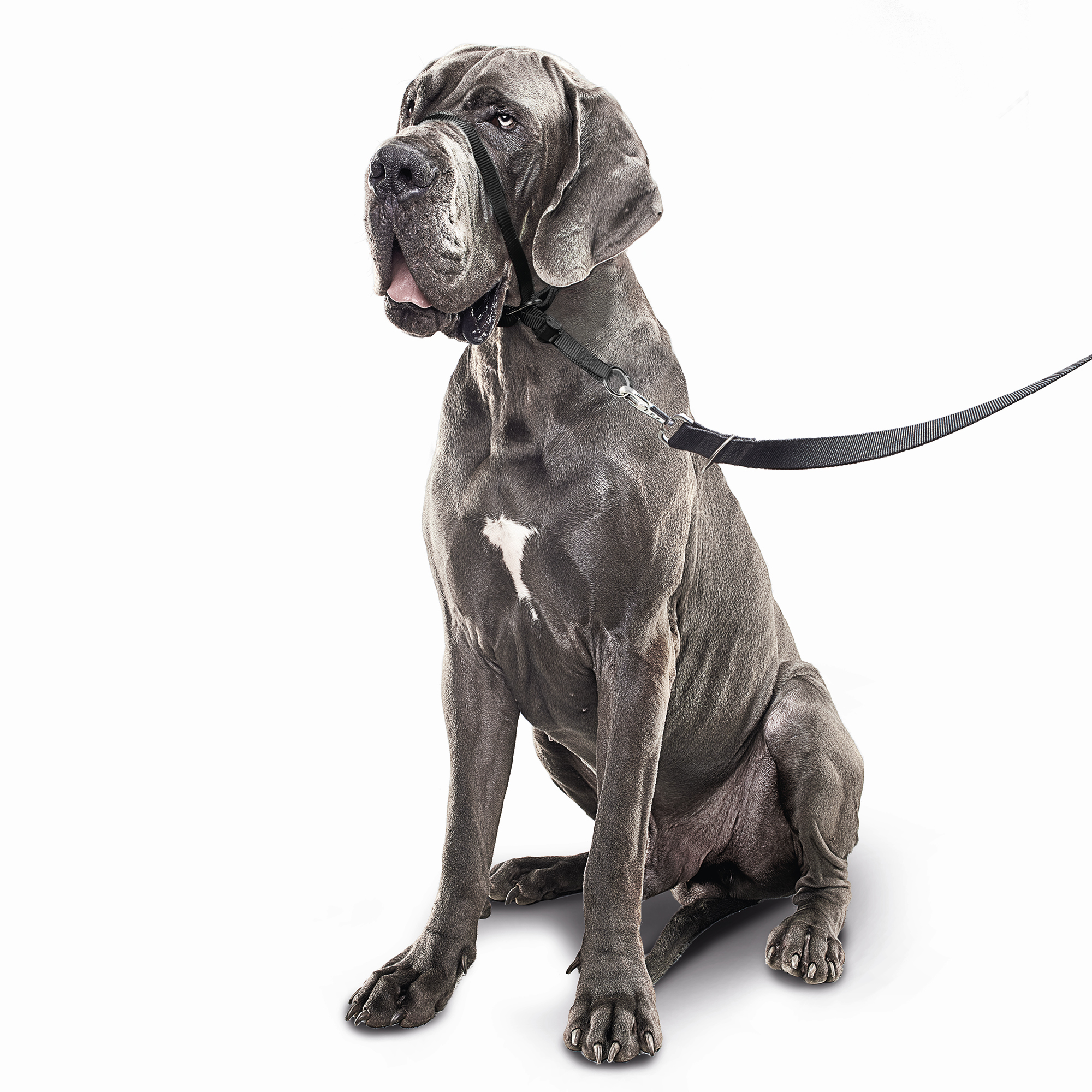 Beaphar Gentle Leader® Correa Adiestramiento Negro - Perro Grande