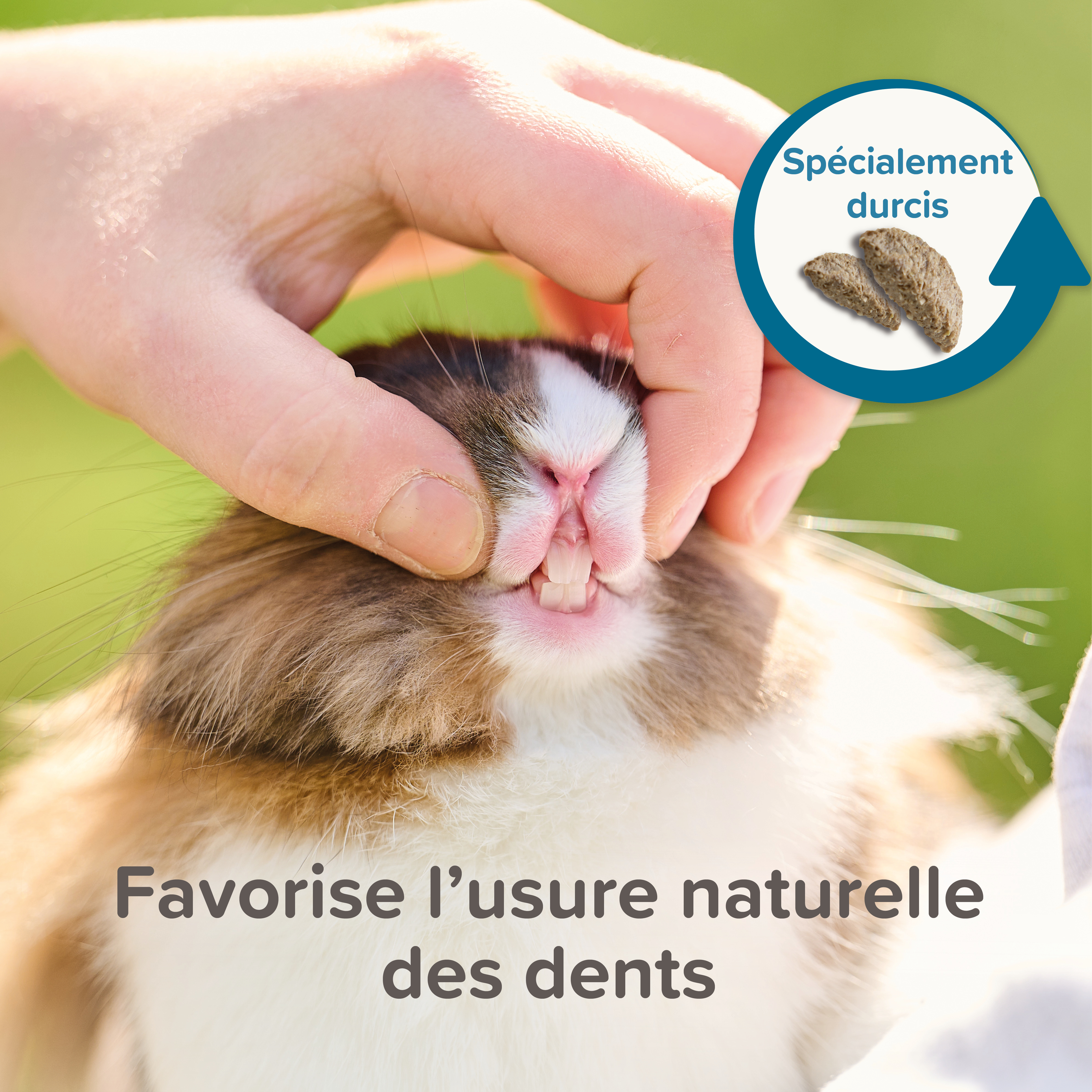 Care +, Alimentation extrudée super premium, Chinchilla