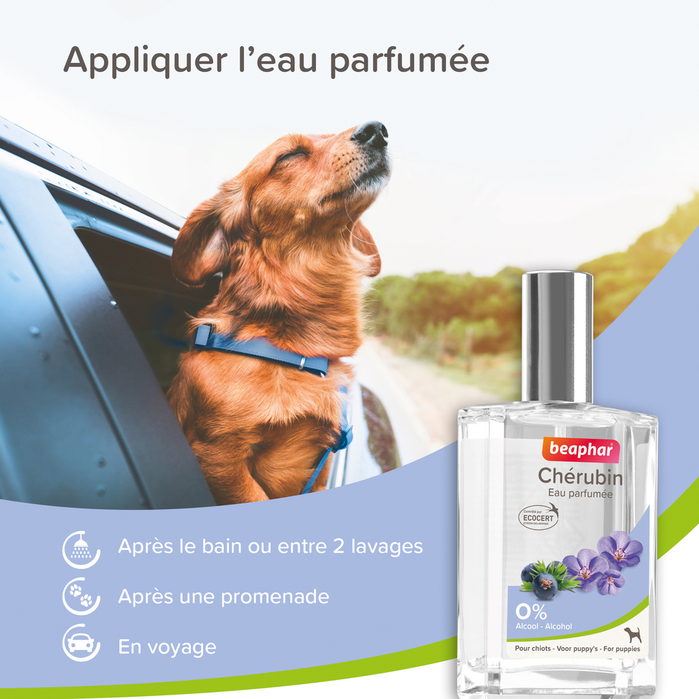 Eau Parfumée Chérubin pour Chiot