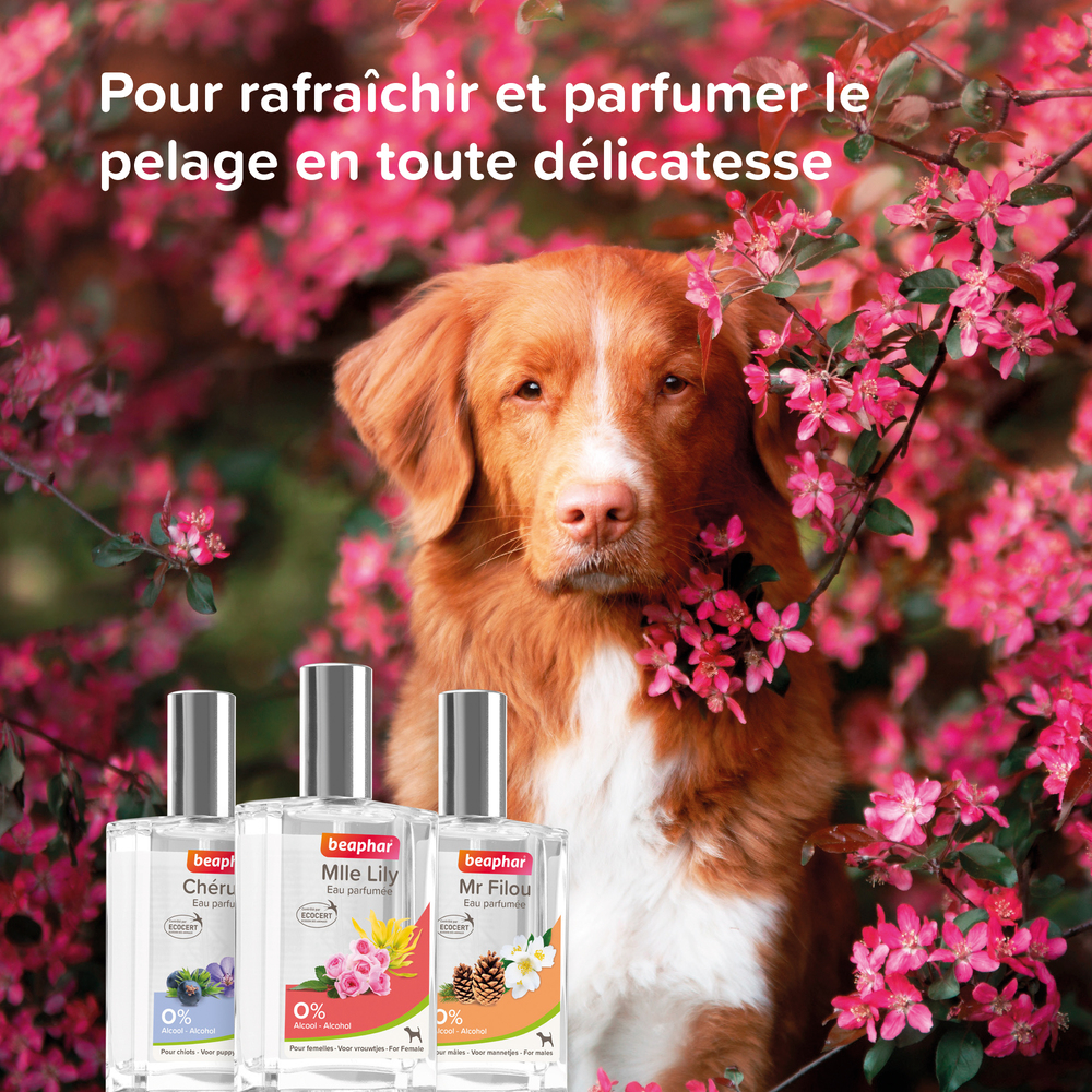 Eau Parfumée Mlle Lily pour Chien - Femelle