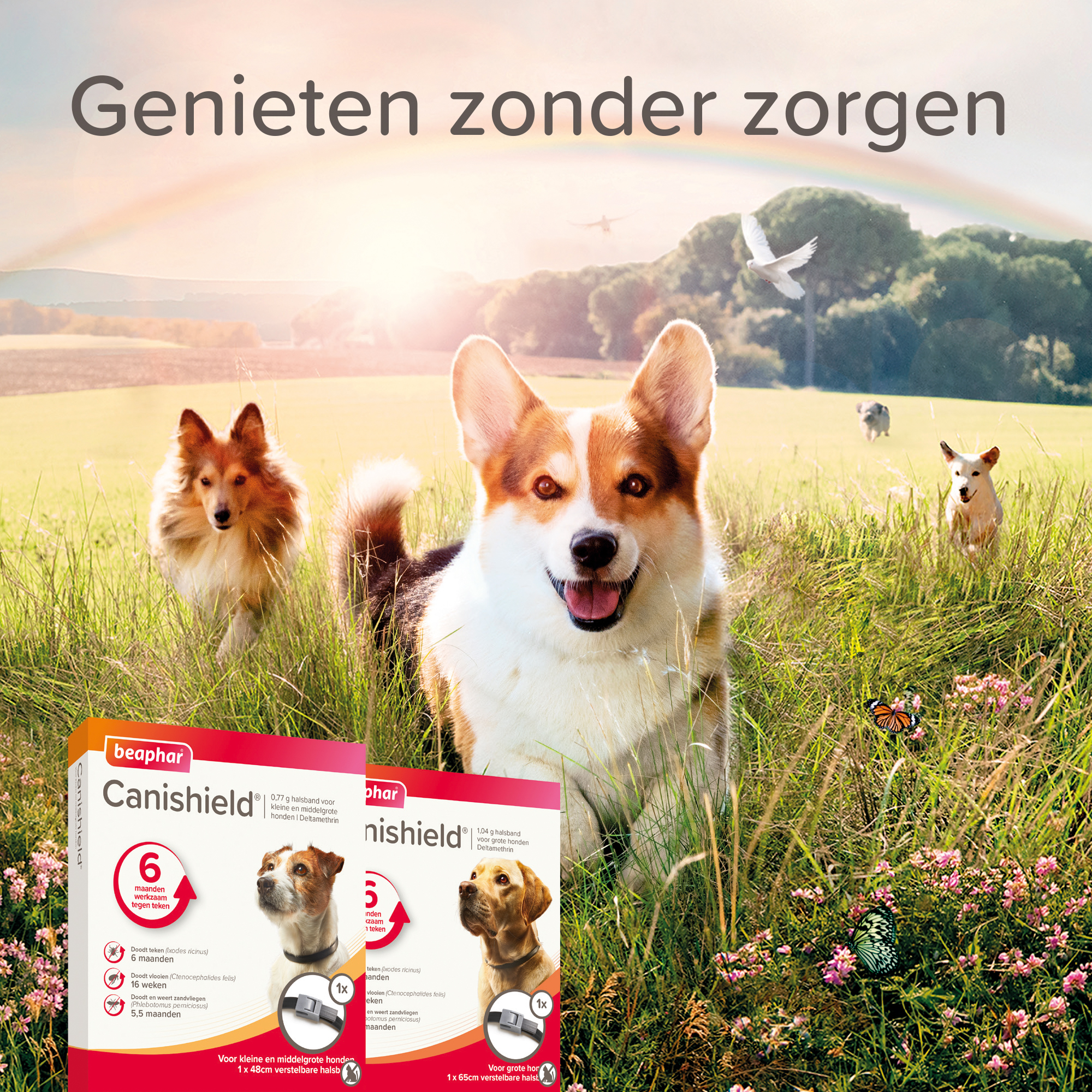 Beaphar Canishield® hond band klein/middel 48cm 1st
