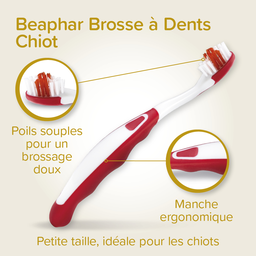 COMBI-PACK dentaire Chiot : dentifrice + 2 brosses à dents
