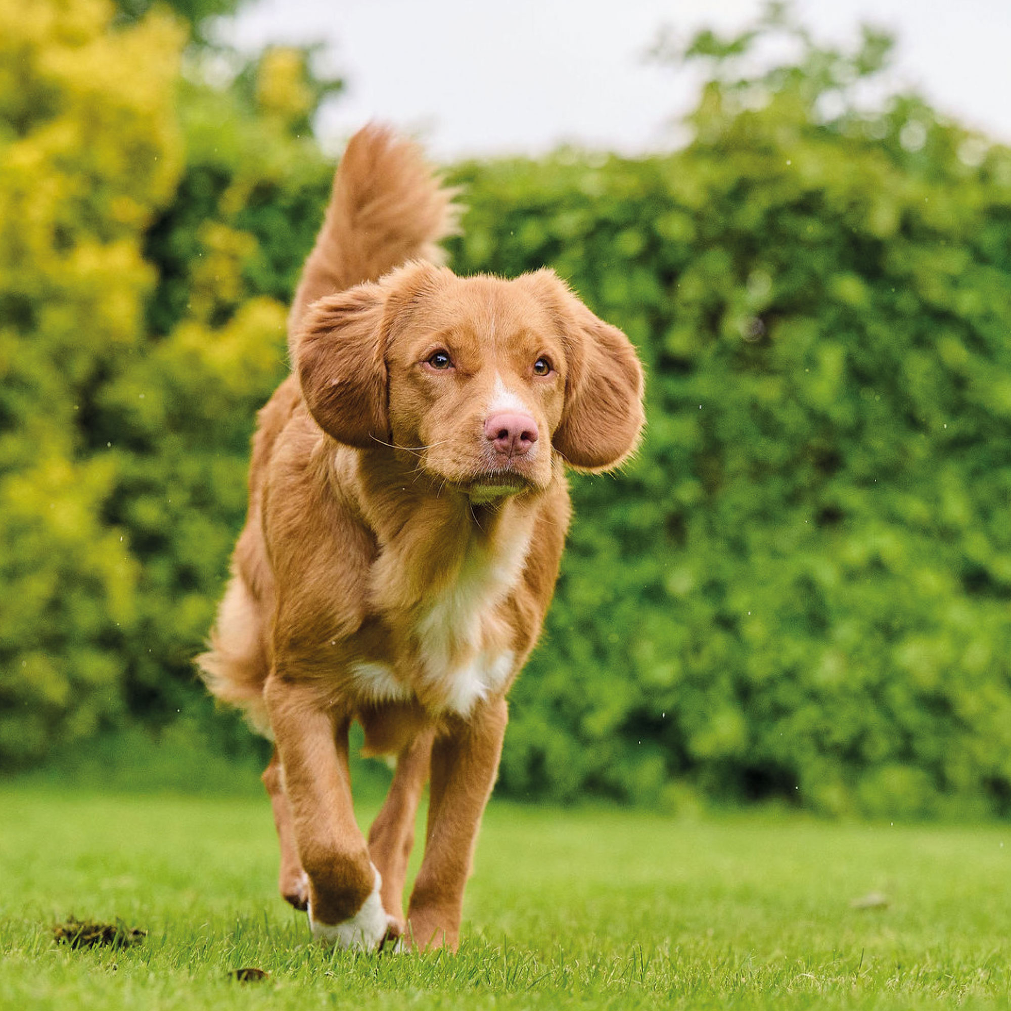 Beaphar Top 10 Multi Vitamin Tablets for Dogs
