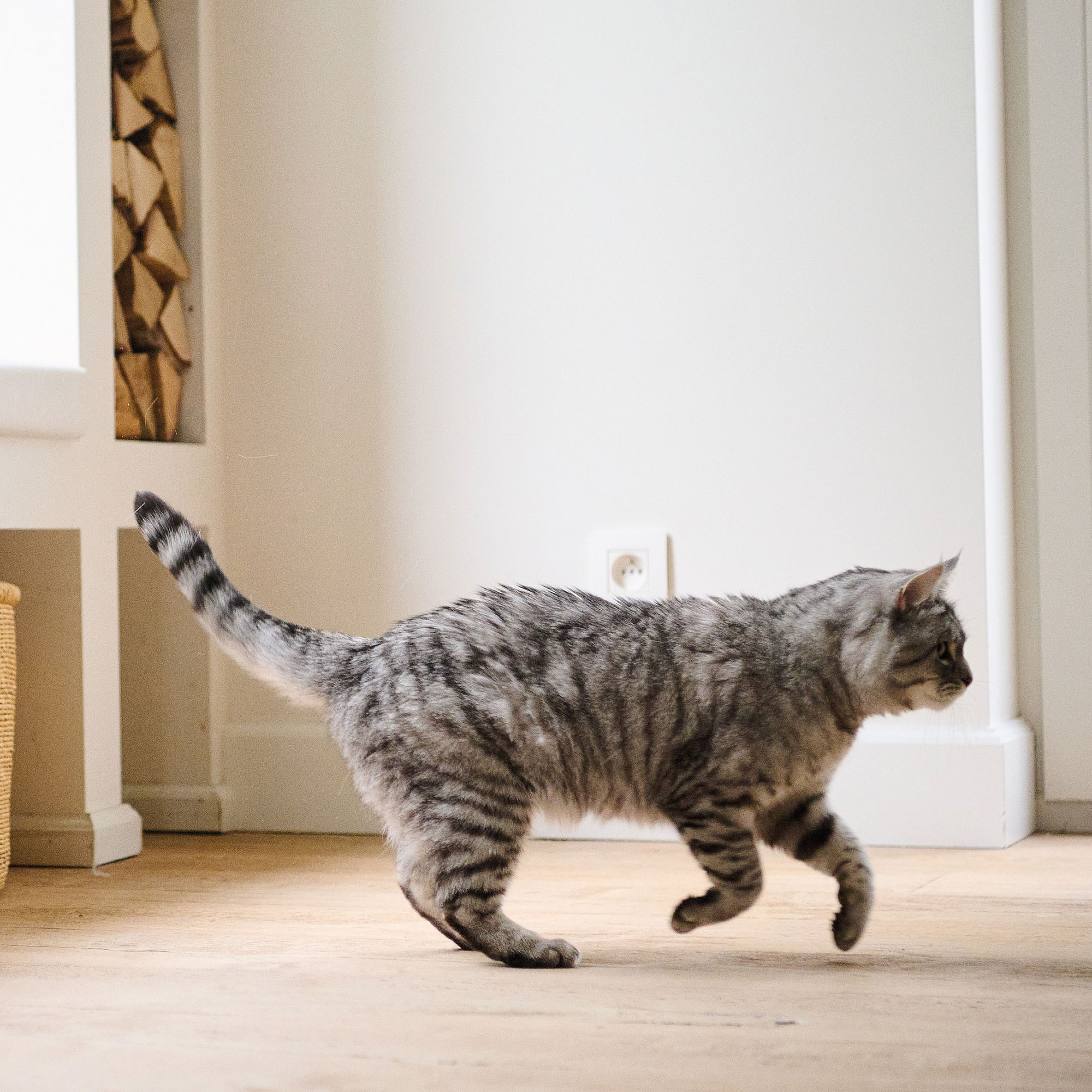 Beaphar Top 10 Multi Vitamin Tablets for Cats