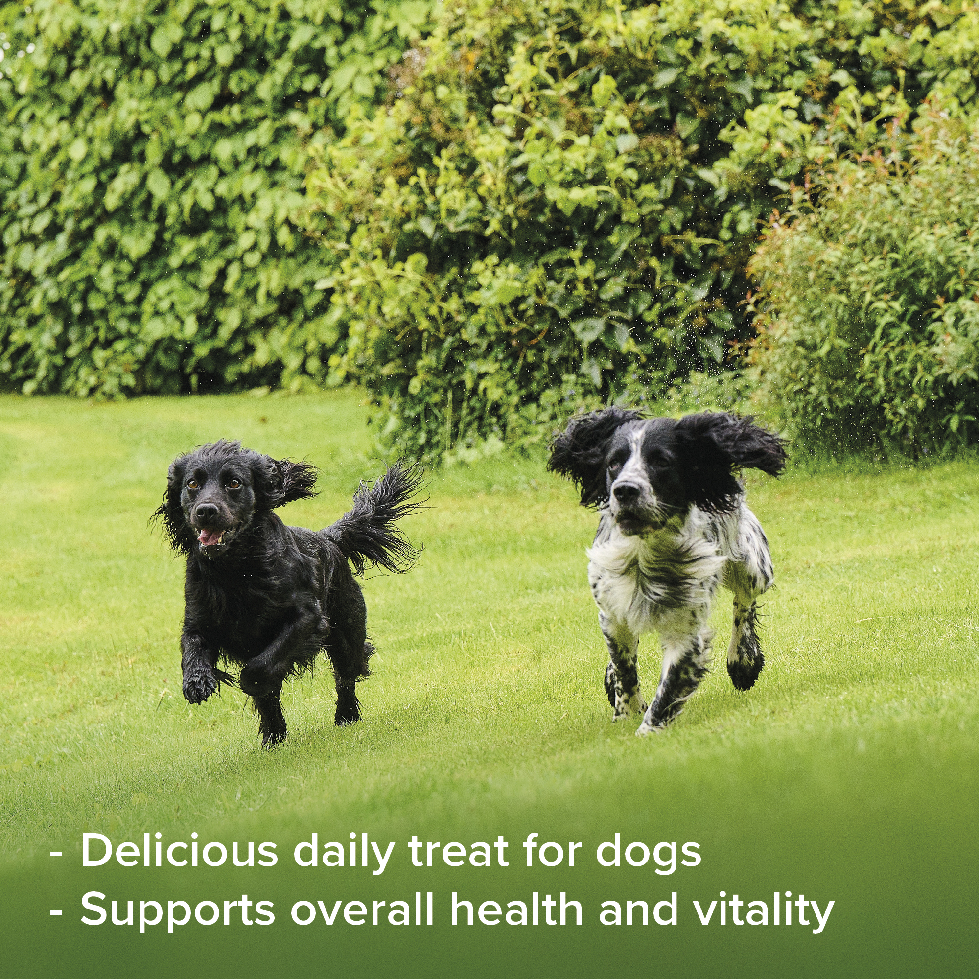 Beaphar Multi-Vitamin Paste for Dogs – 100g