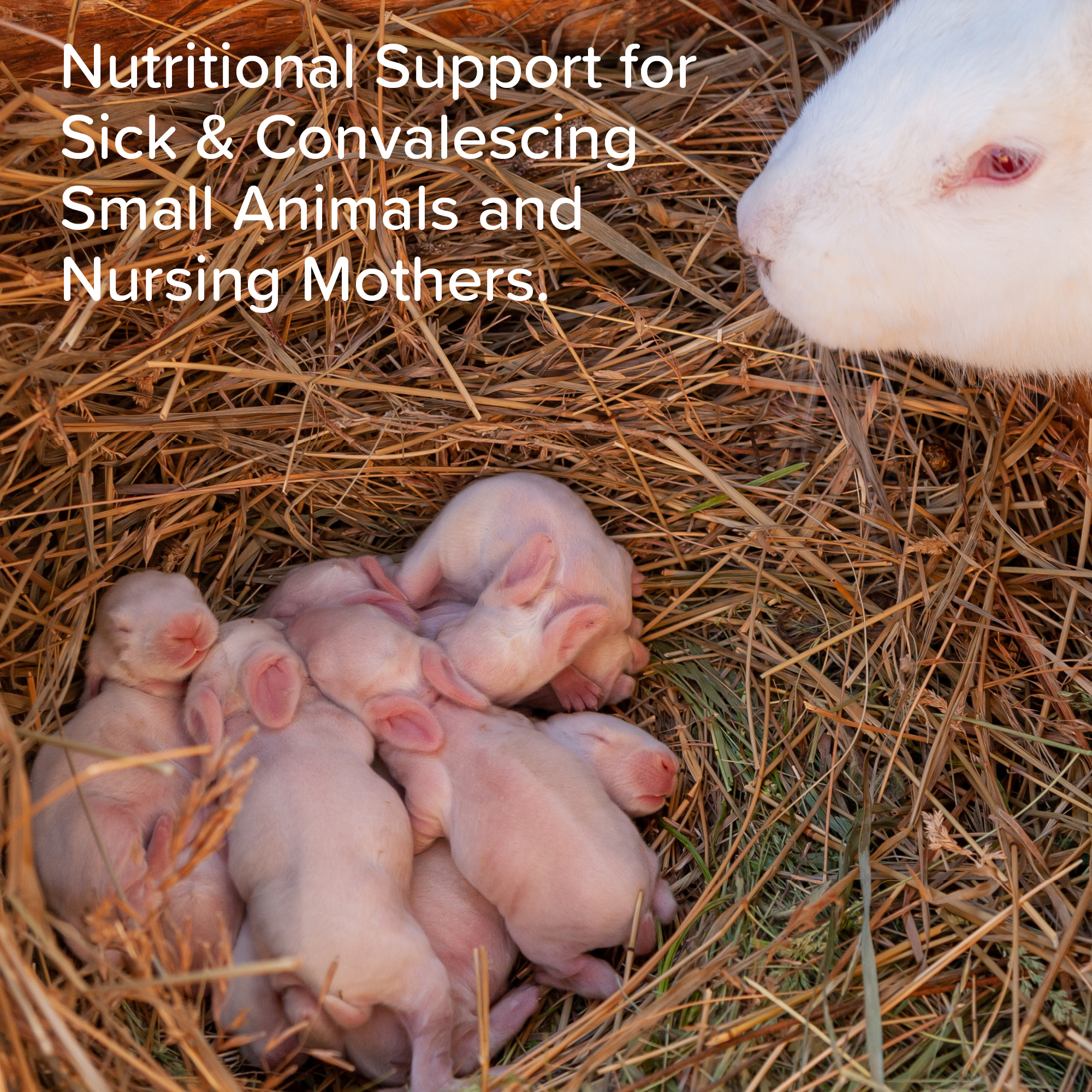 Beaphar Small Animal Milk – Milk Replacer for Baby Rabbits, Guinea Pigs & Other Small Animals (200g)