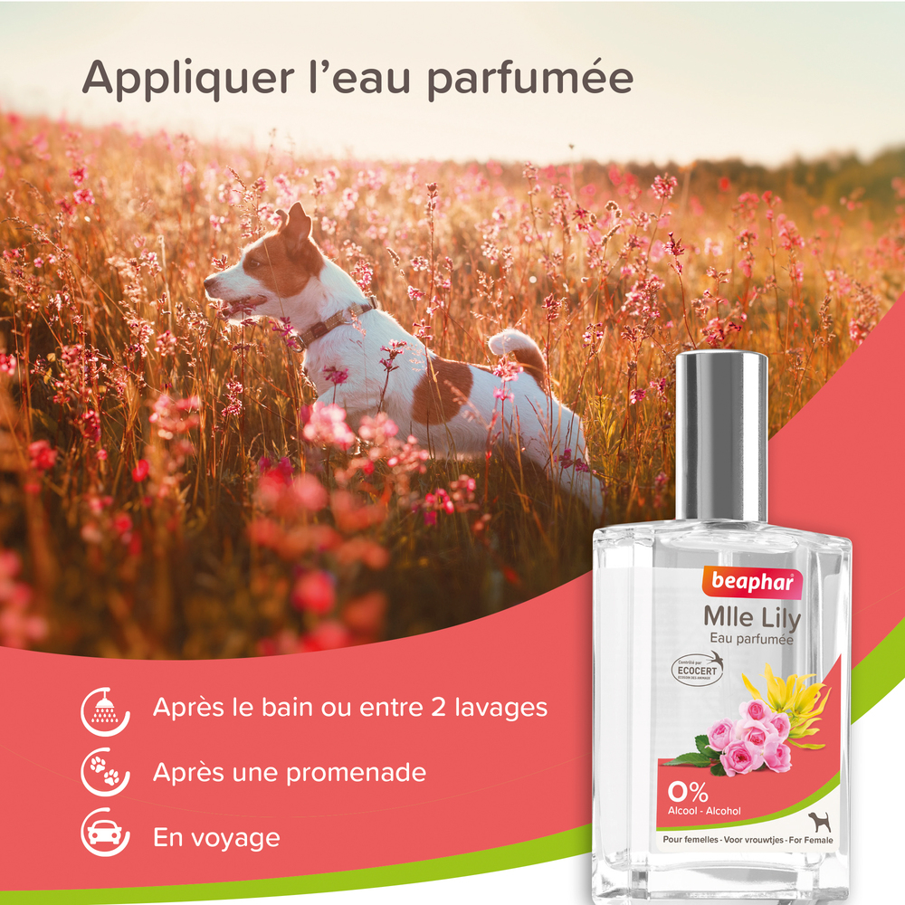 Eau Parfumée Mlle Lily pour Chien - Femelle