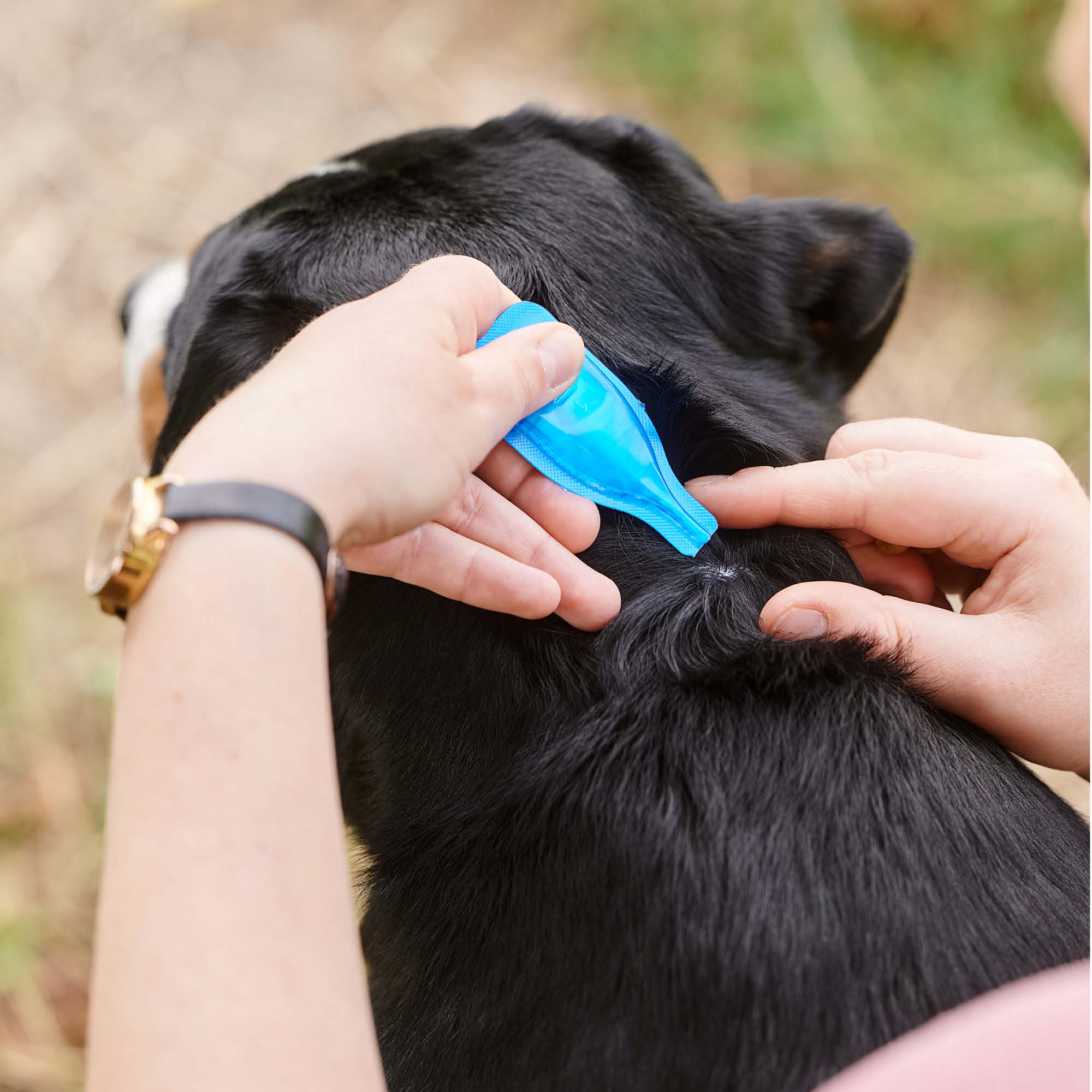 Beaphar FIPROtec® Spot-On hond 10-20kg 4 pipetten