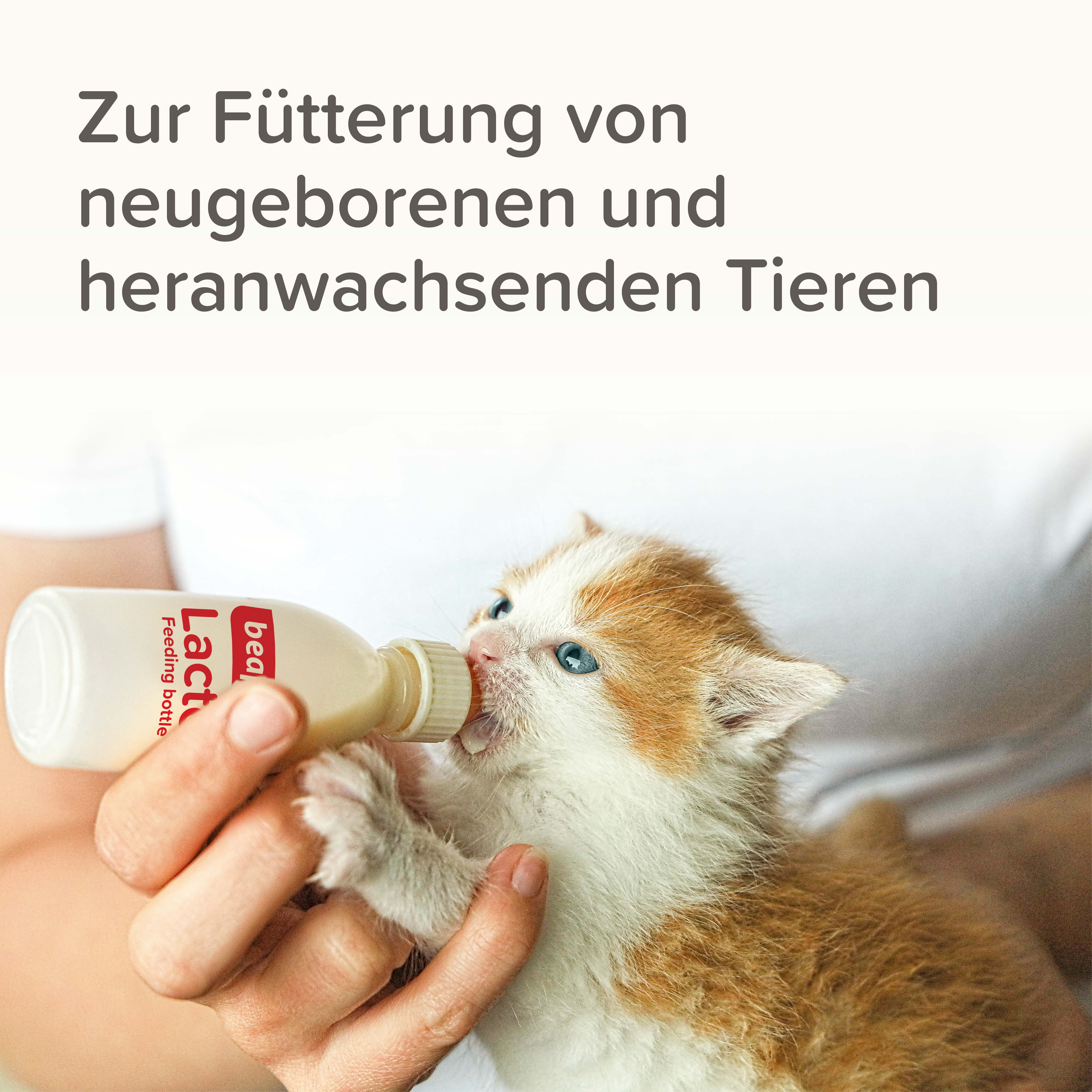 Lactol Aufzucht Set (Flasche, Bürste & Sauger)