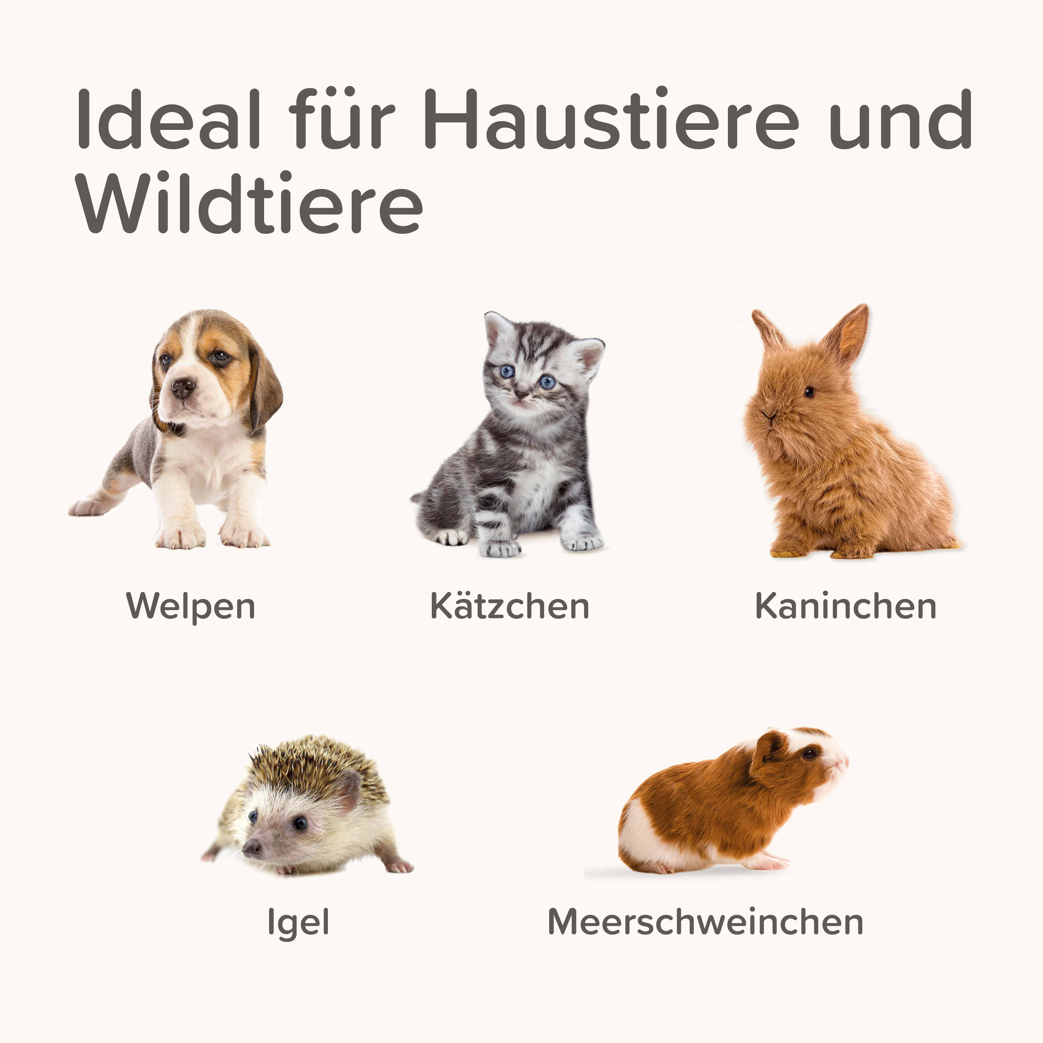 Lactol Aufzucht Set (Flasche, Bürste & Sauger)