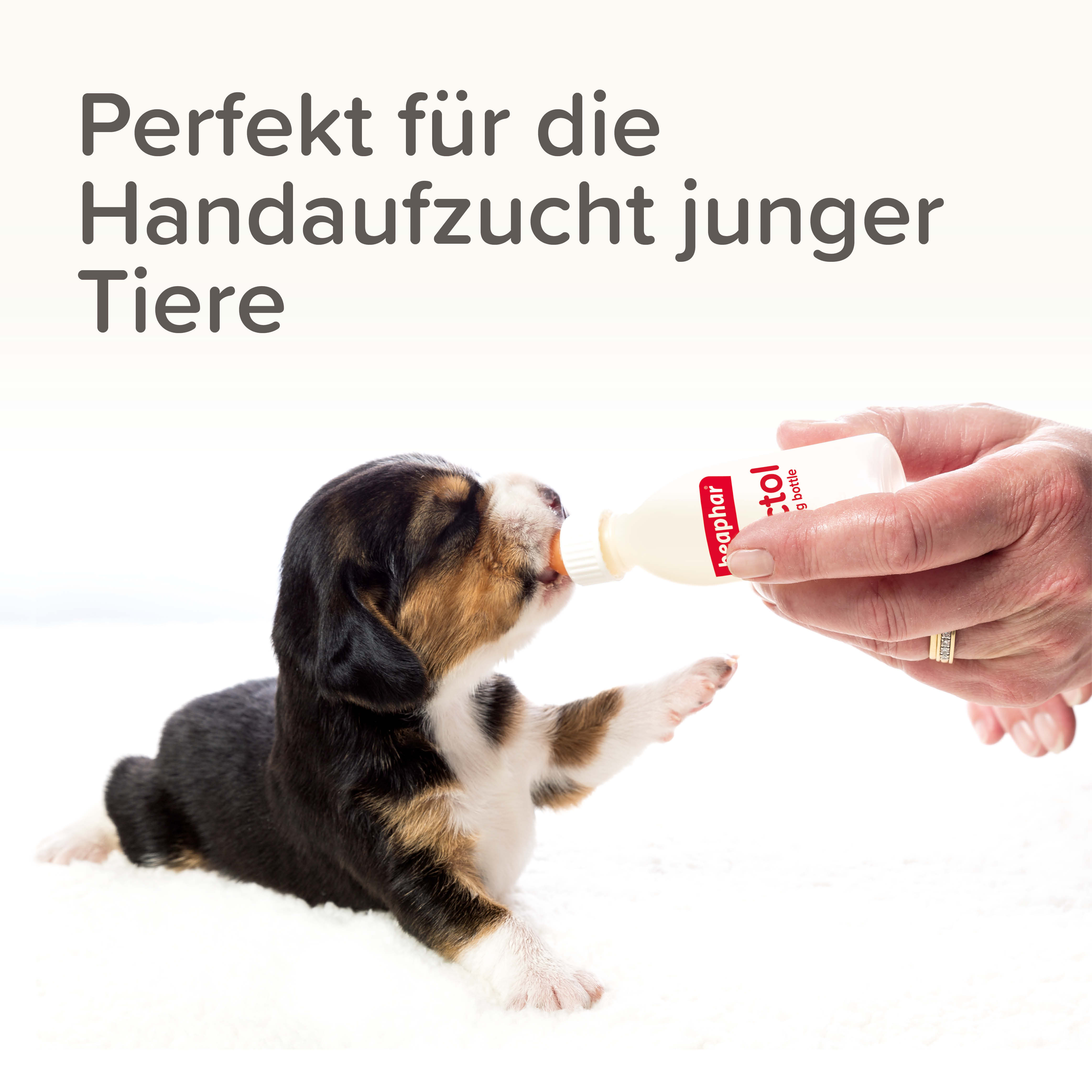 Lactol Aufzucht Set (Flasche, Bürste & Sauger)