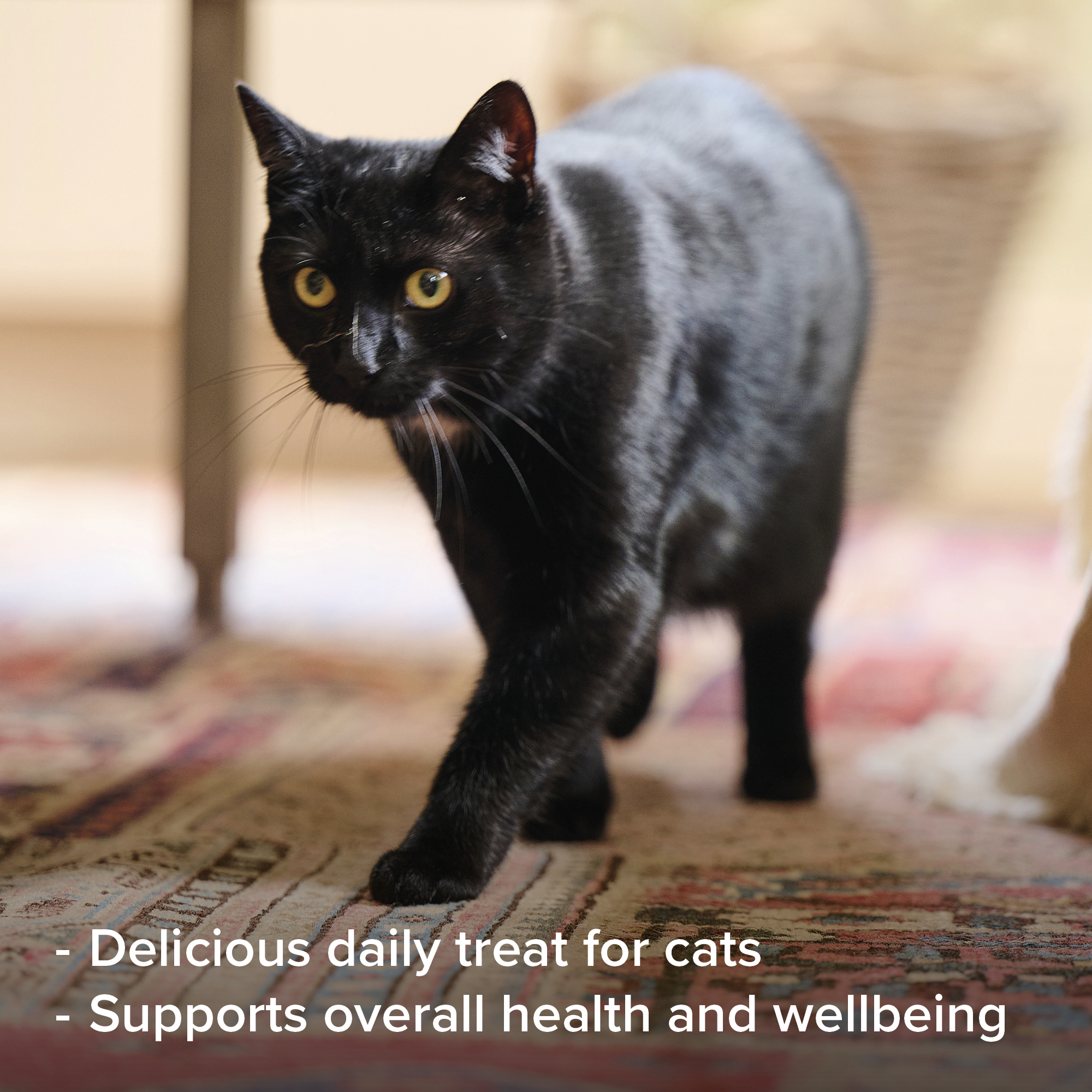 Lazacolajos paszta macskáknak