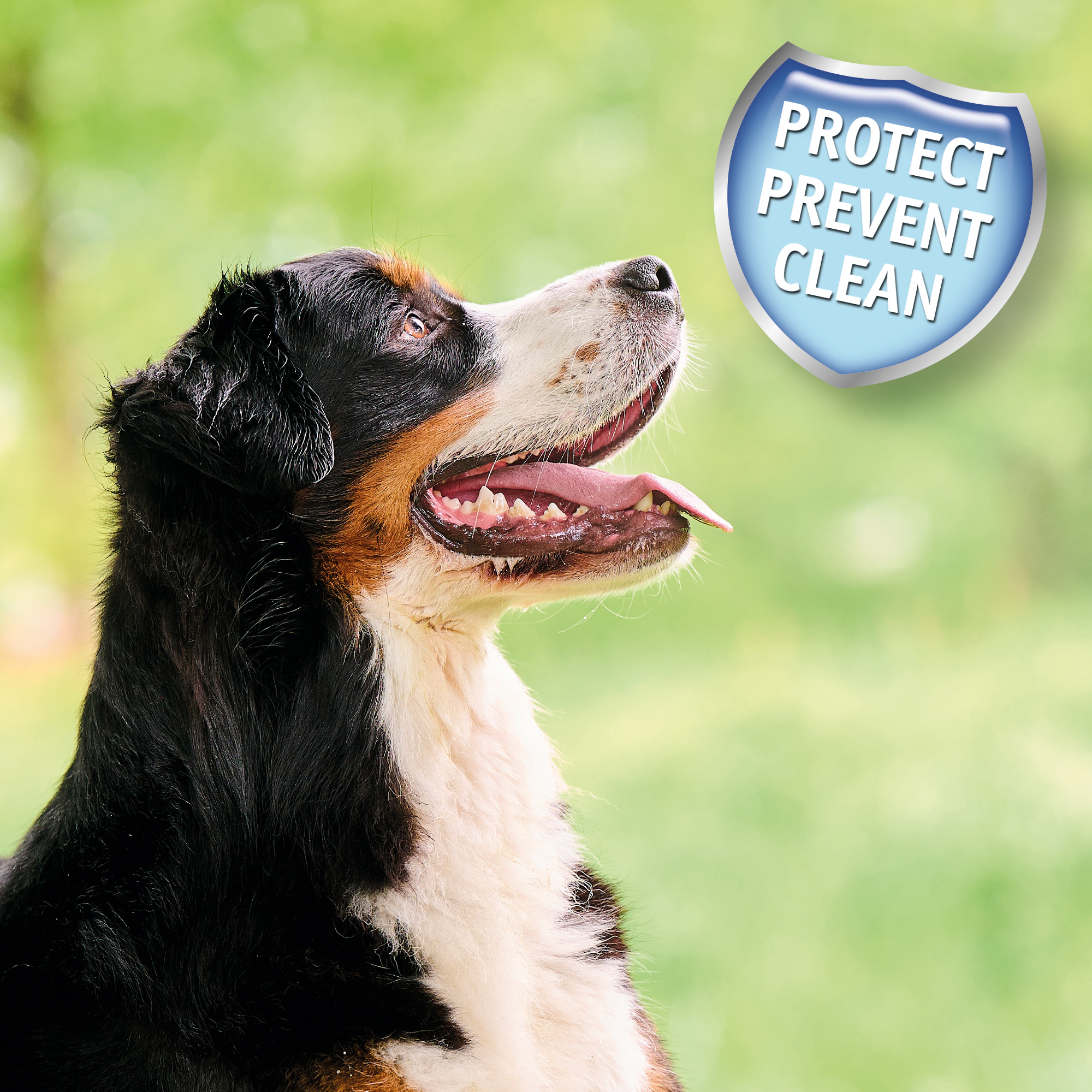 Dental Powder for Dogs and Cats