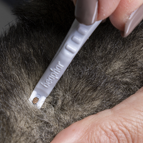 Beaphar Tick Pen for Cats and Dogs