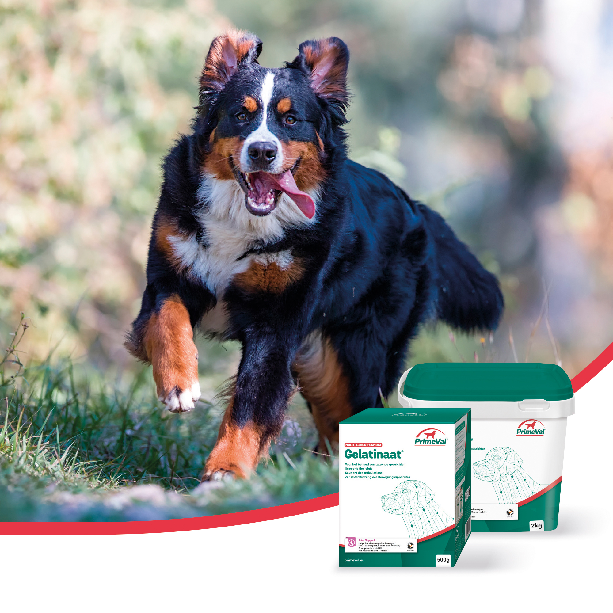 PrimeVal Gelatinaat® hond 2 kg