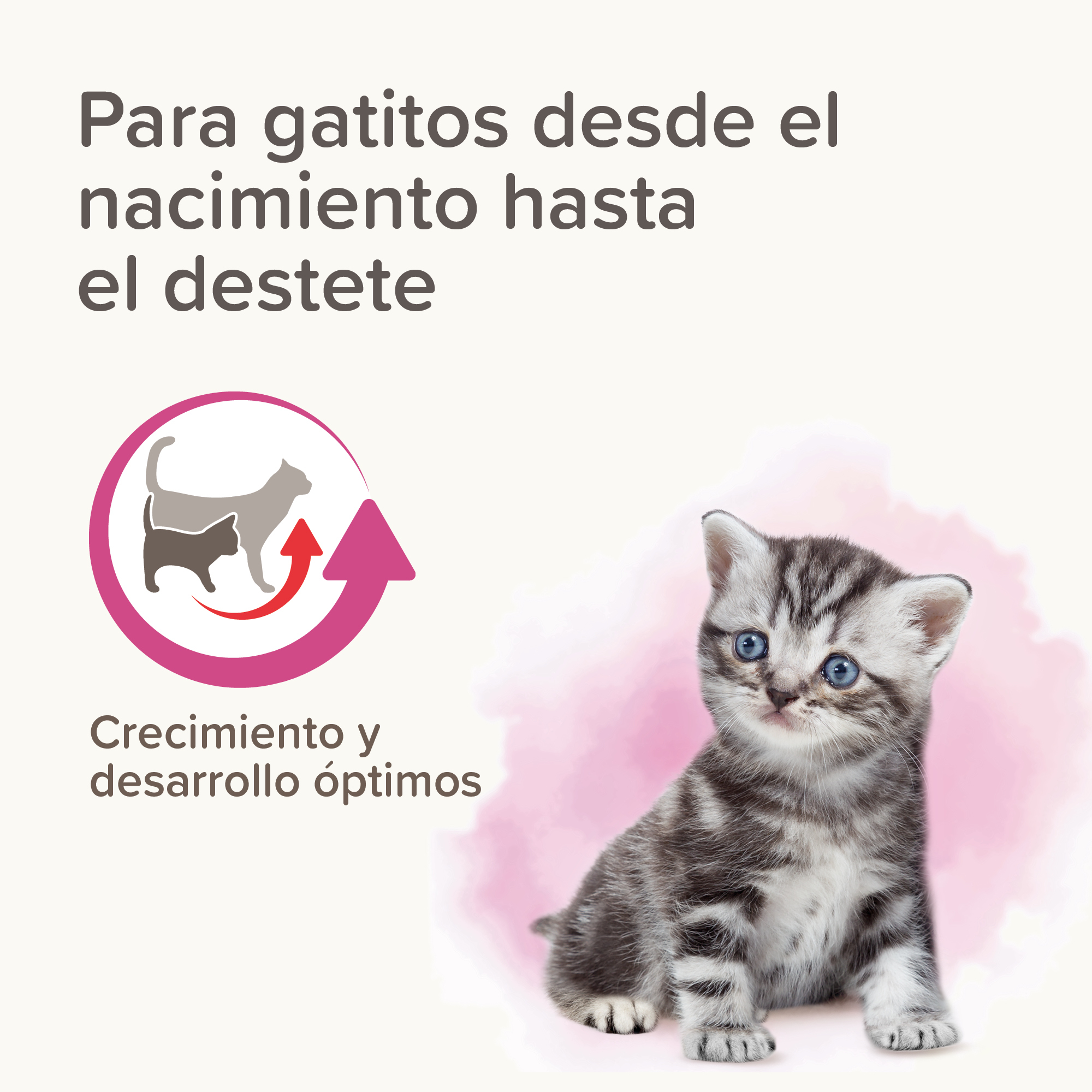 Lactol Kitten Milk Leche En Polvo 250g