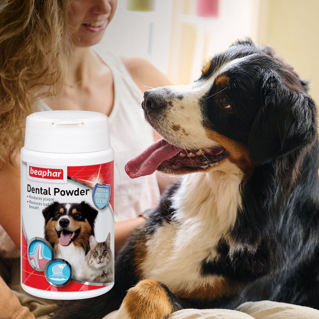 Dental Powder fogkő elleni por