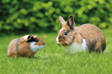 Care+® Nature Prémium eledel tengerimalacoknak, 1,5kg