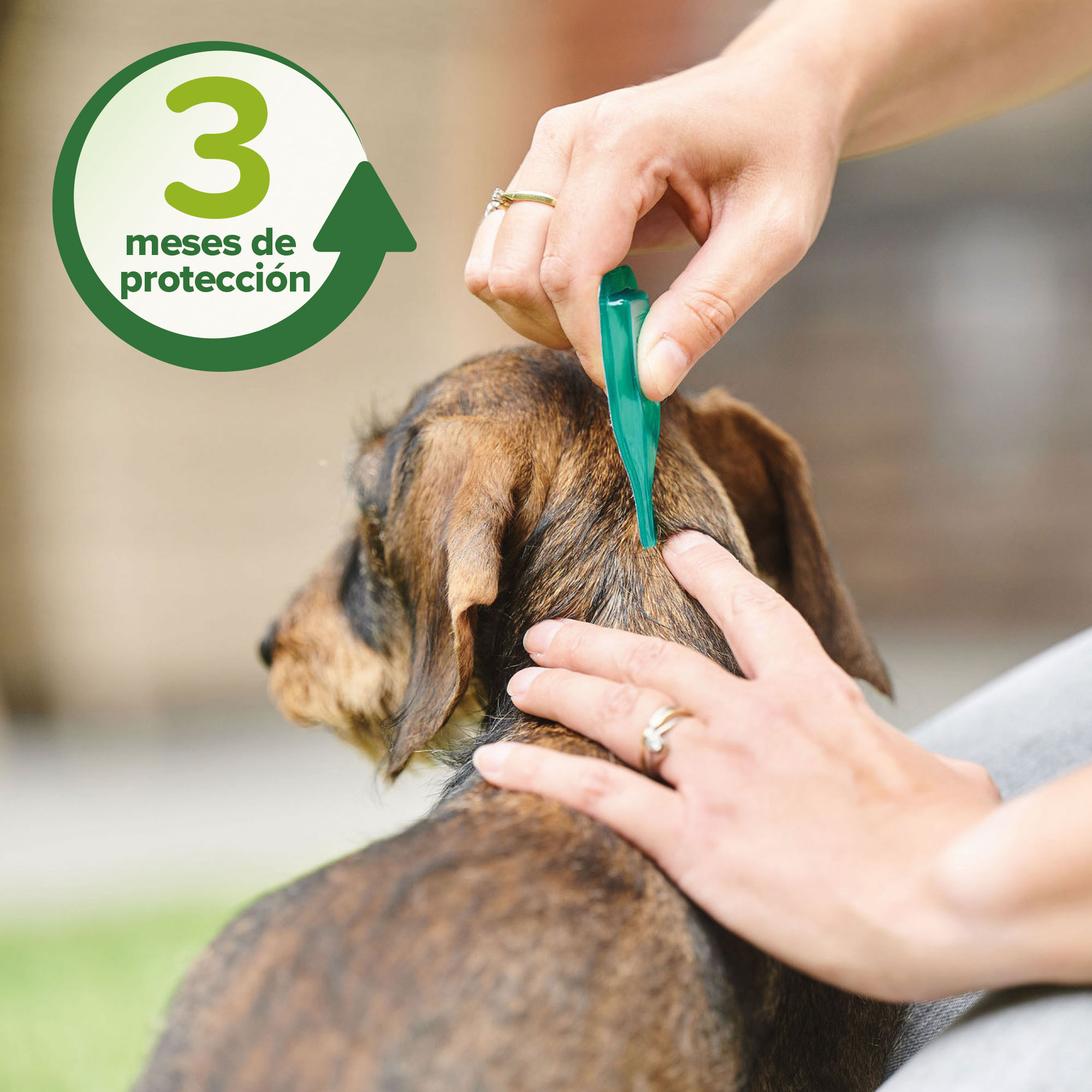 Beaphar Pipetas Repelentes Perro Mediano - 3 x 2ml