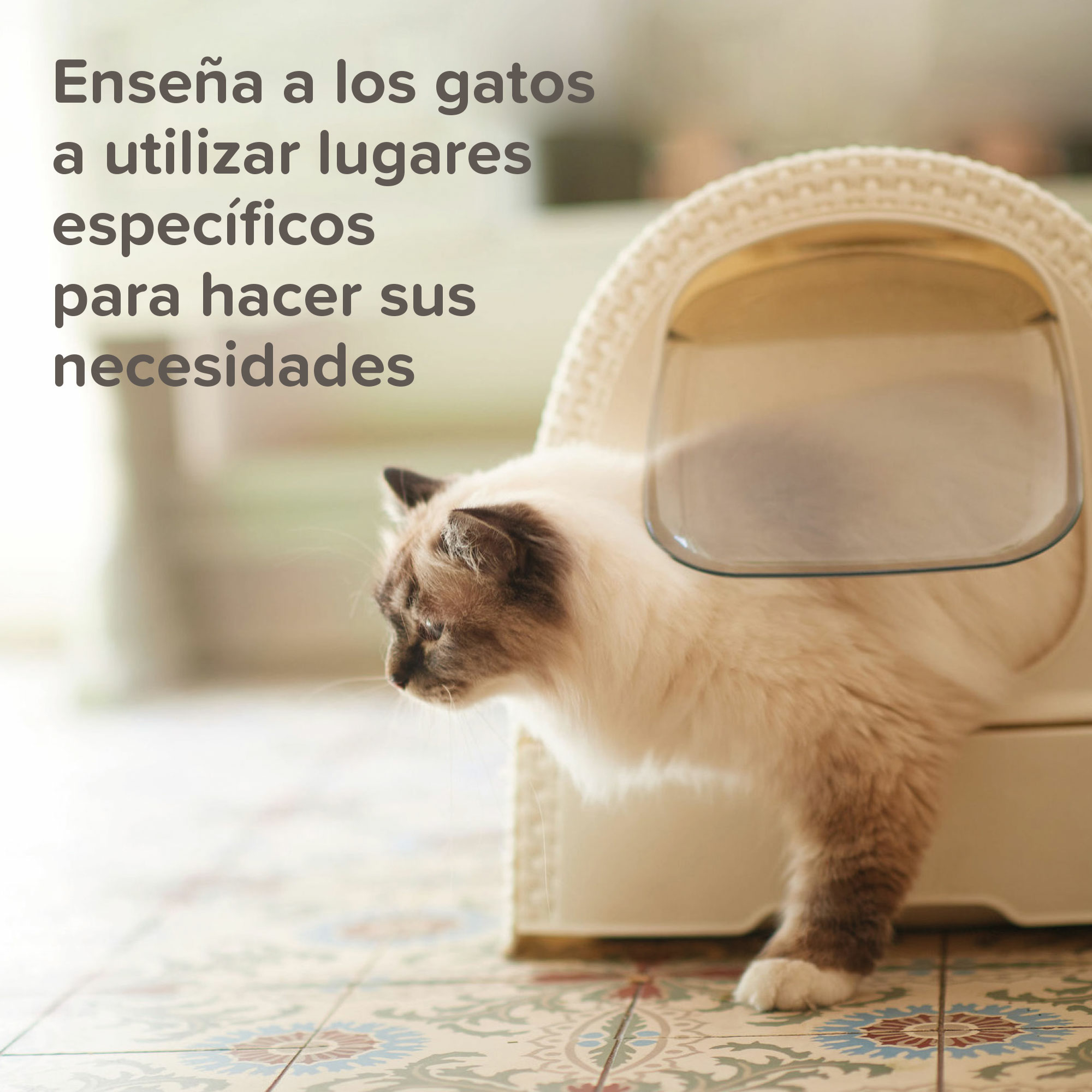 Beaphar Cat Trainer - Educador para Gatos - 10ml