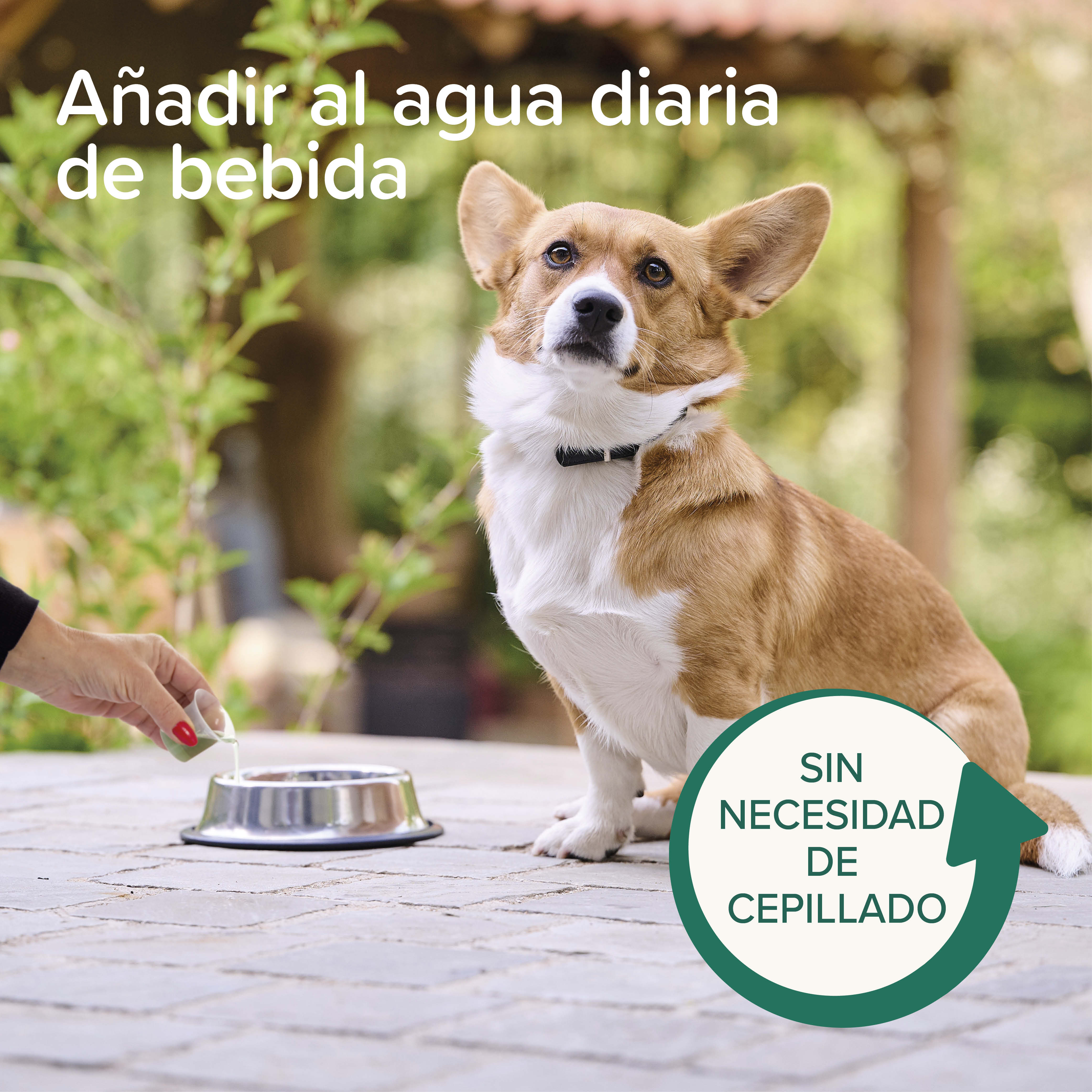 Beaphar Enjuague Bucal Perros y Gatos - 250ml