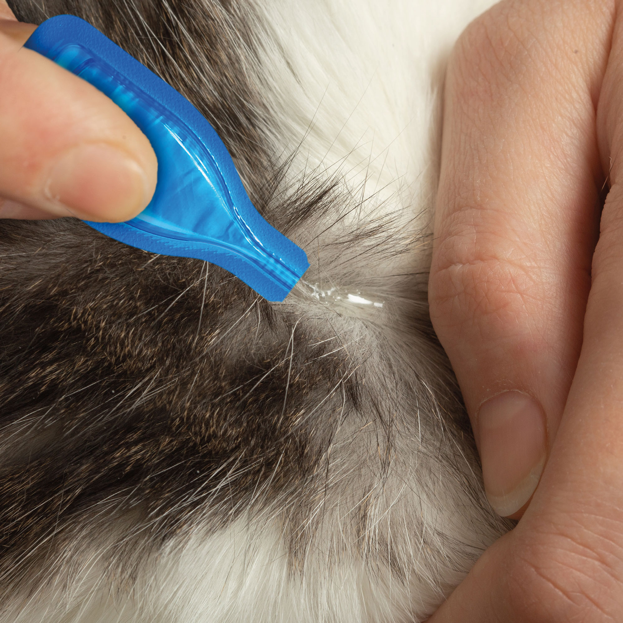 Beaphar FIPROtec® Pipeta Antiparasitaria Gatos - 1 Pipeta