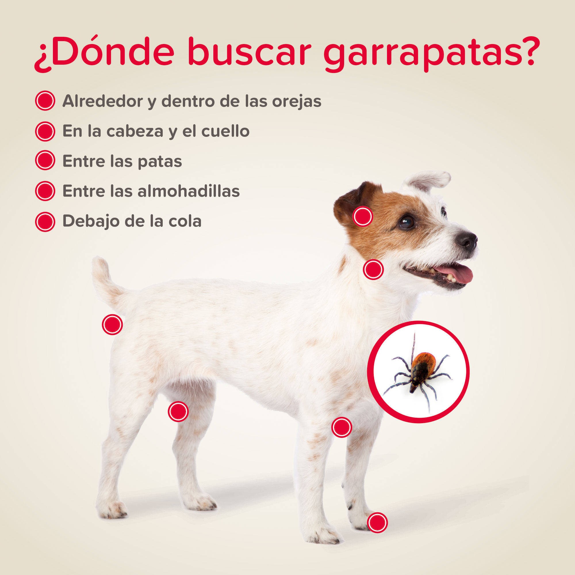 Beaphar Pinza para Garrapatas Perros y Gatos
