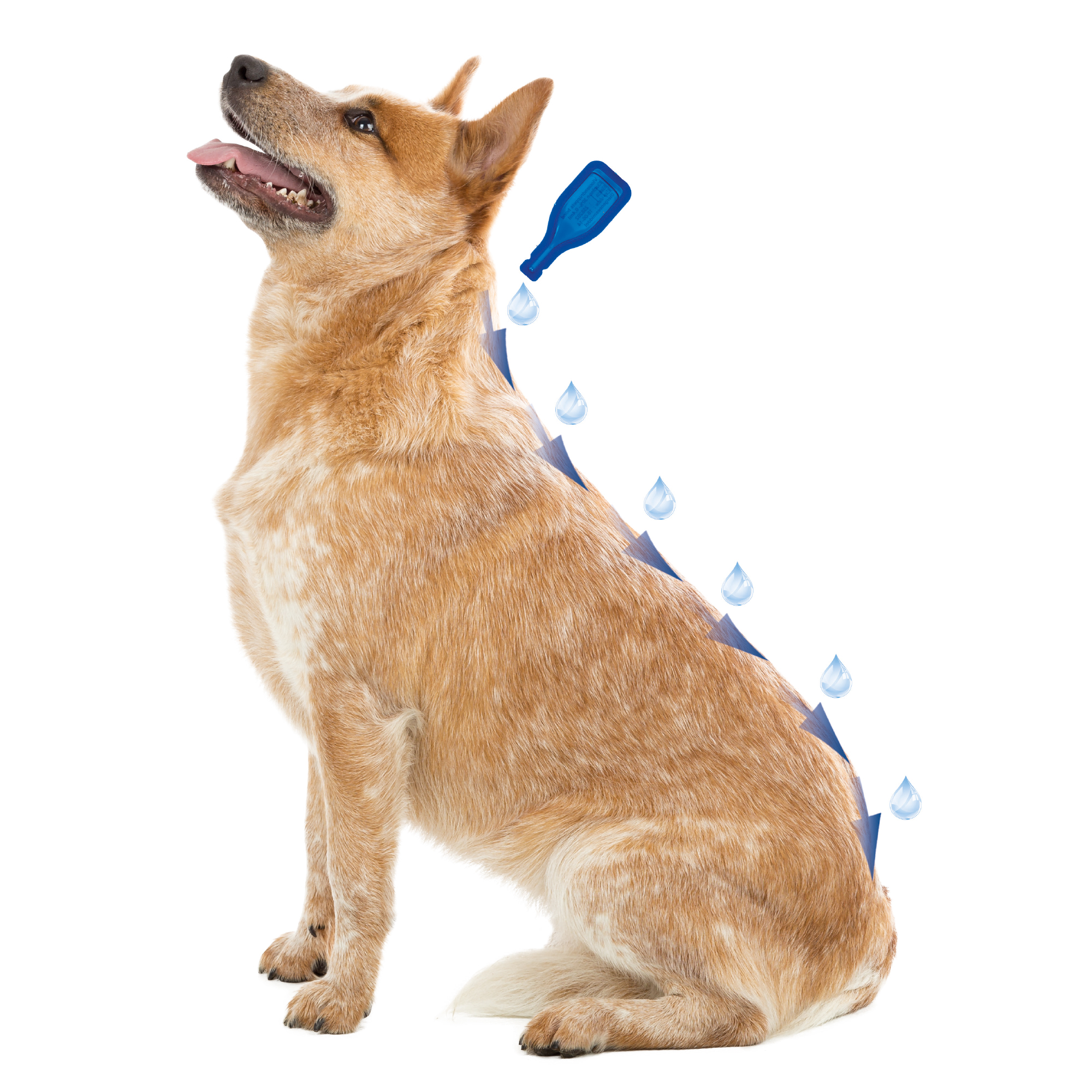 Beaphar DIMETHIcare Line-on hond tot 15kg 6 pipetten