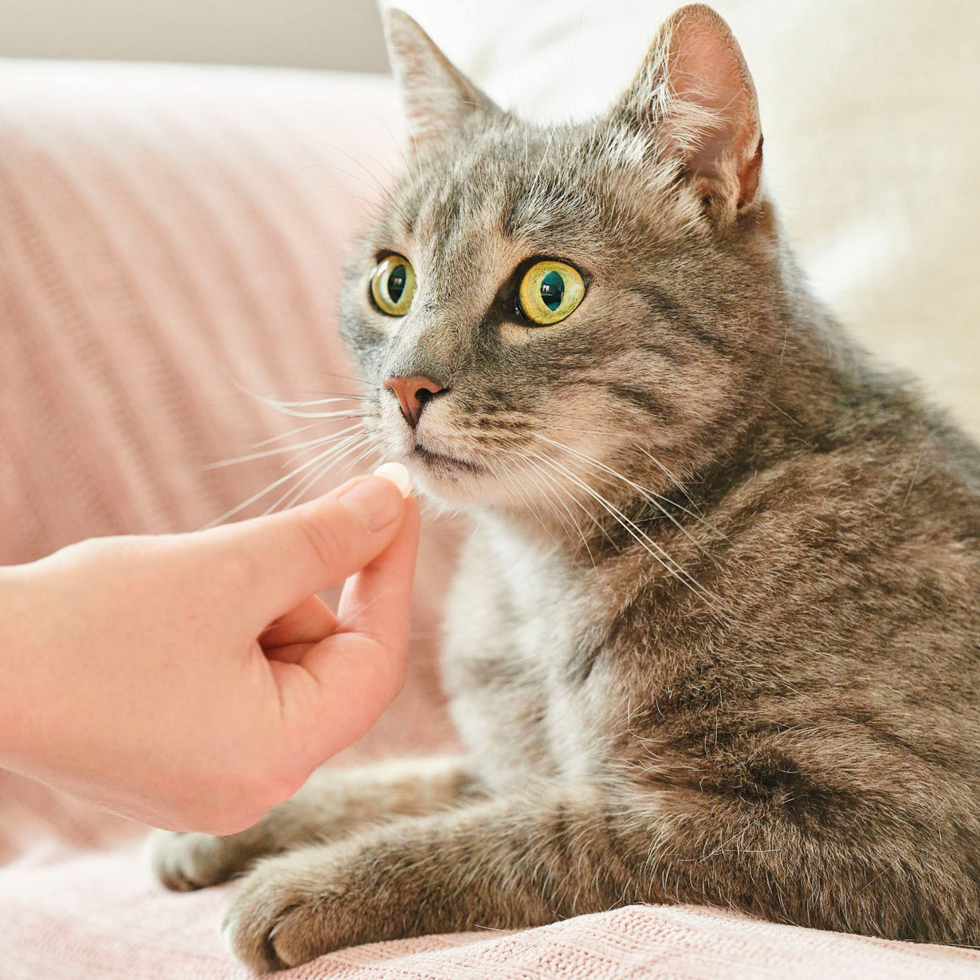 Beaphar VERMIpure Comprimidos Naturales Gatos y Gatitos - 50 Comprimidos